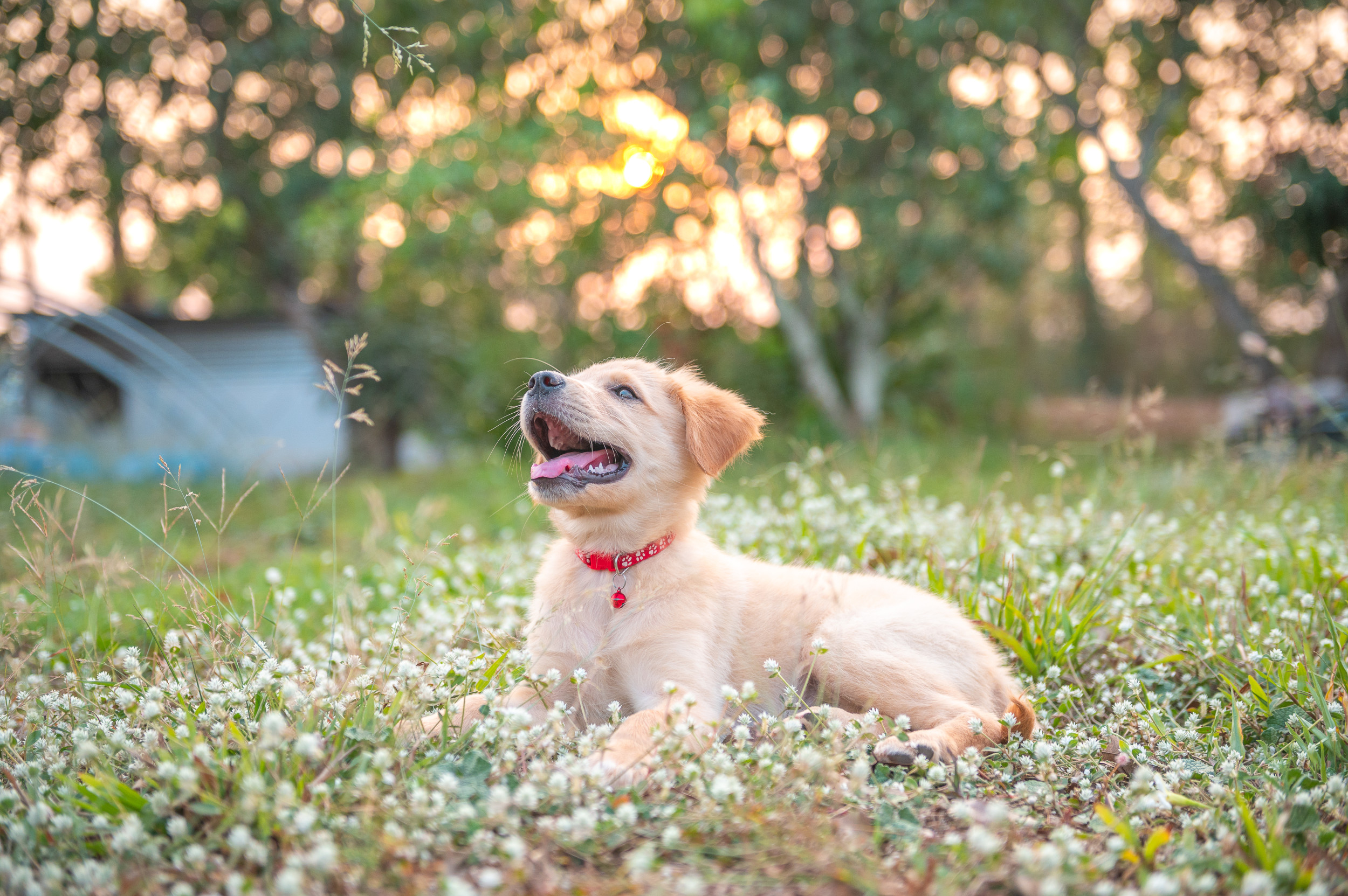 Owner Worried About Sending Dog To Day Care&mdash;Unprepared for Pics She Receives
