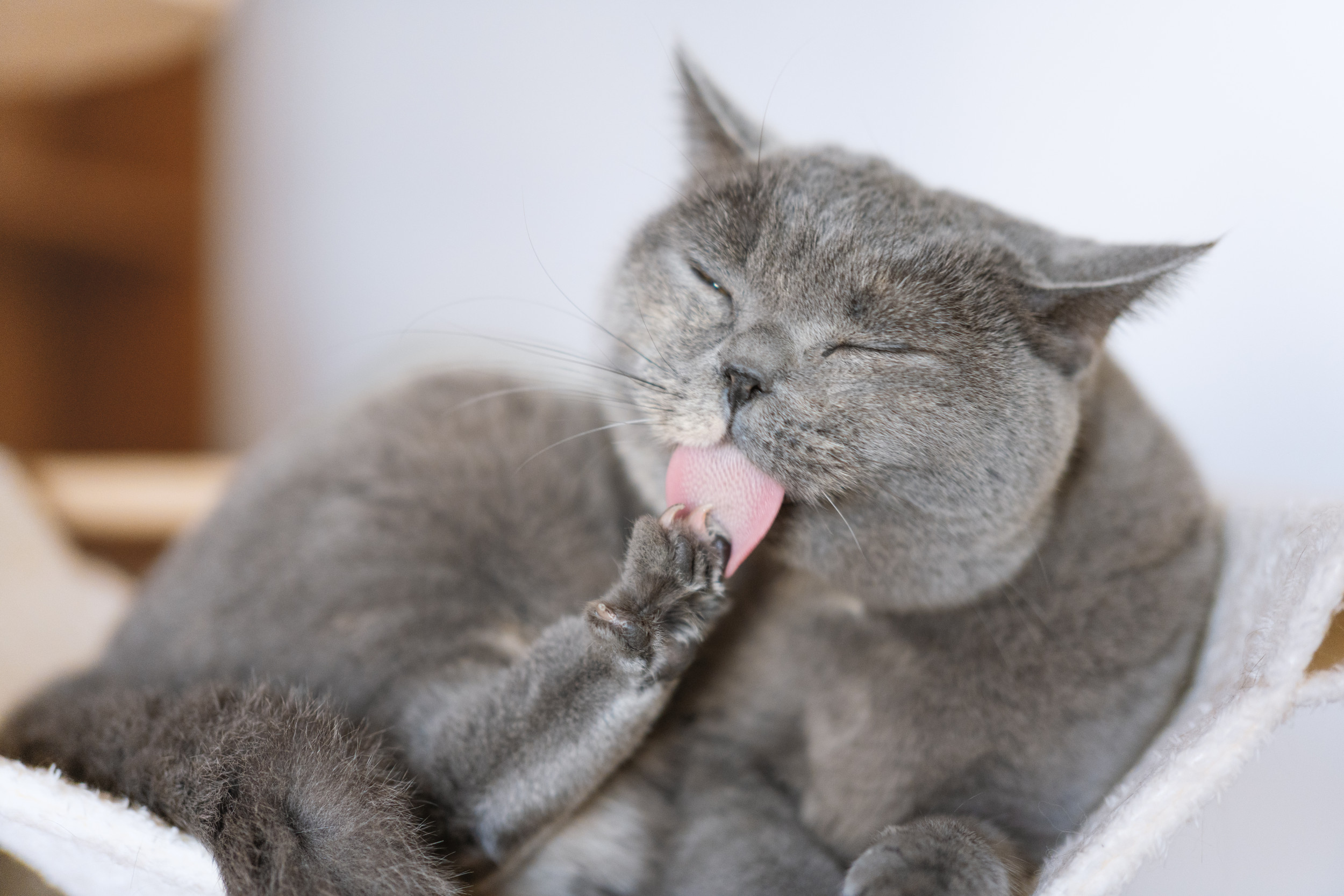 Woman Leaves Cat With Husband To Go on Trip, Unprepared for What He Sends