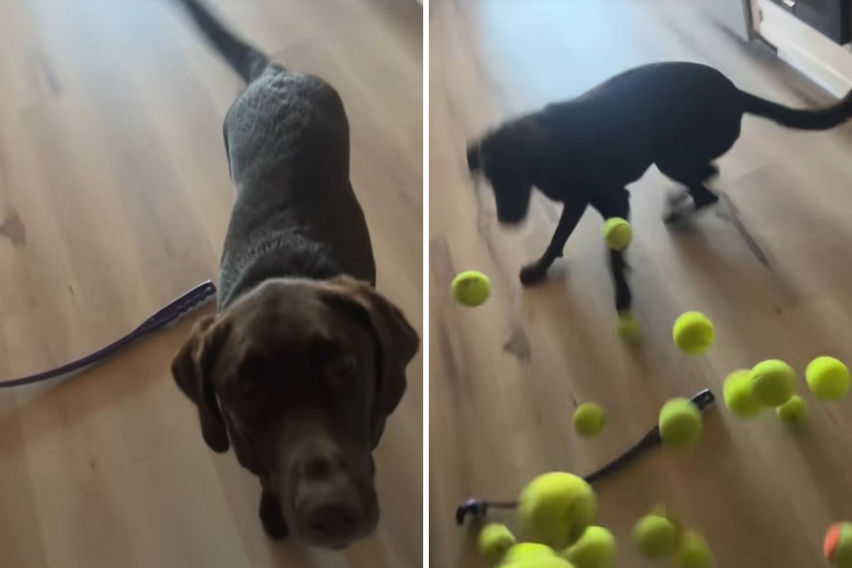 Labrador runs from tennis balls