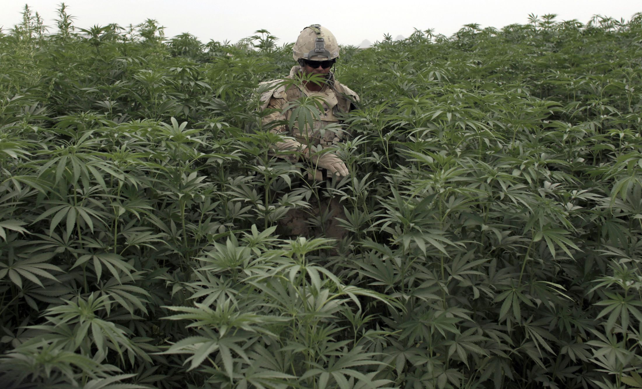 Огромный куст. Marihuana афганка. Афганистан плантации конопли. Афганка шмаль. Куст конопли афганка