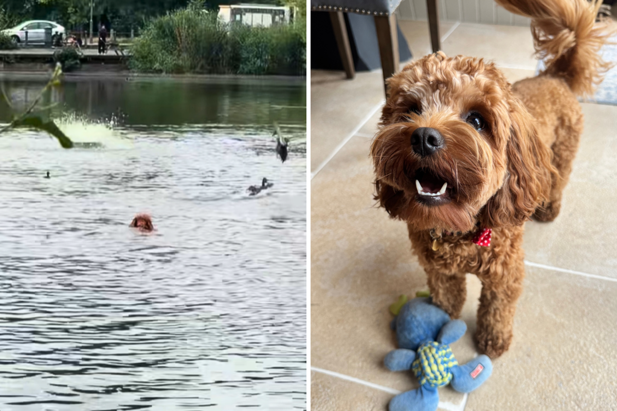 Milo Cavapoo Swims In London Pond