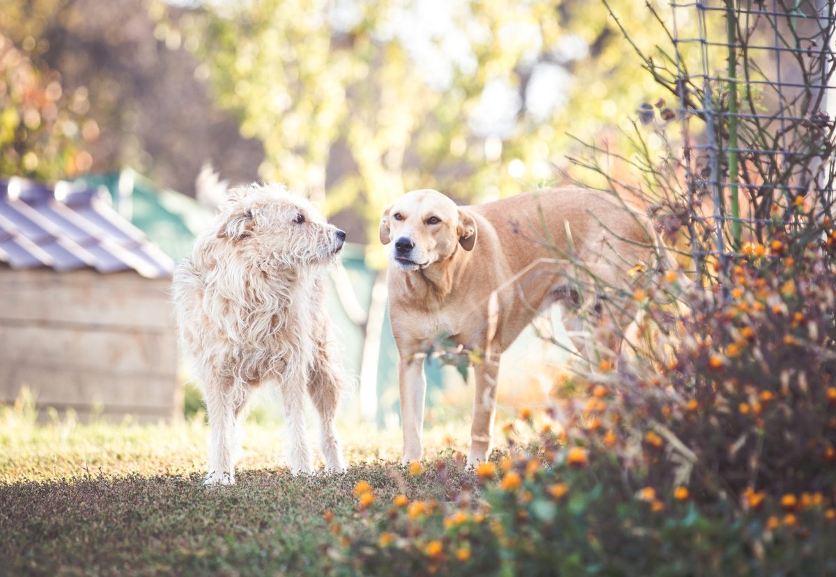 Mixed Breed Rescue Dogs Outdoors
