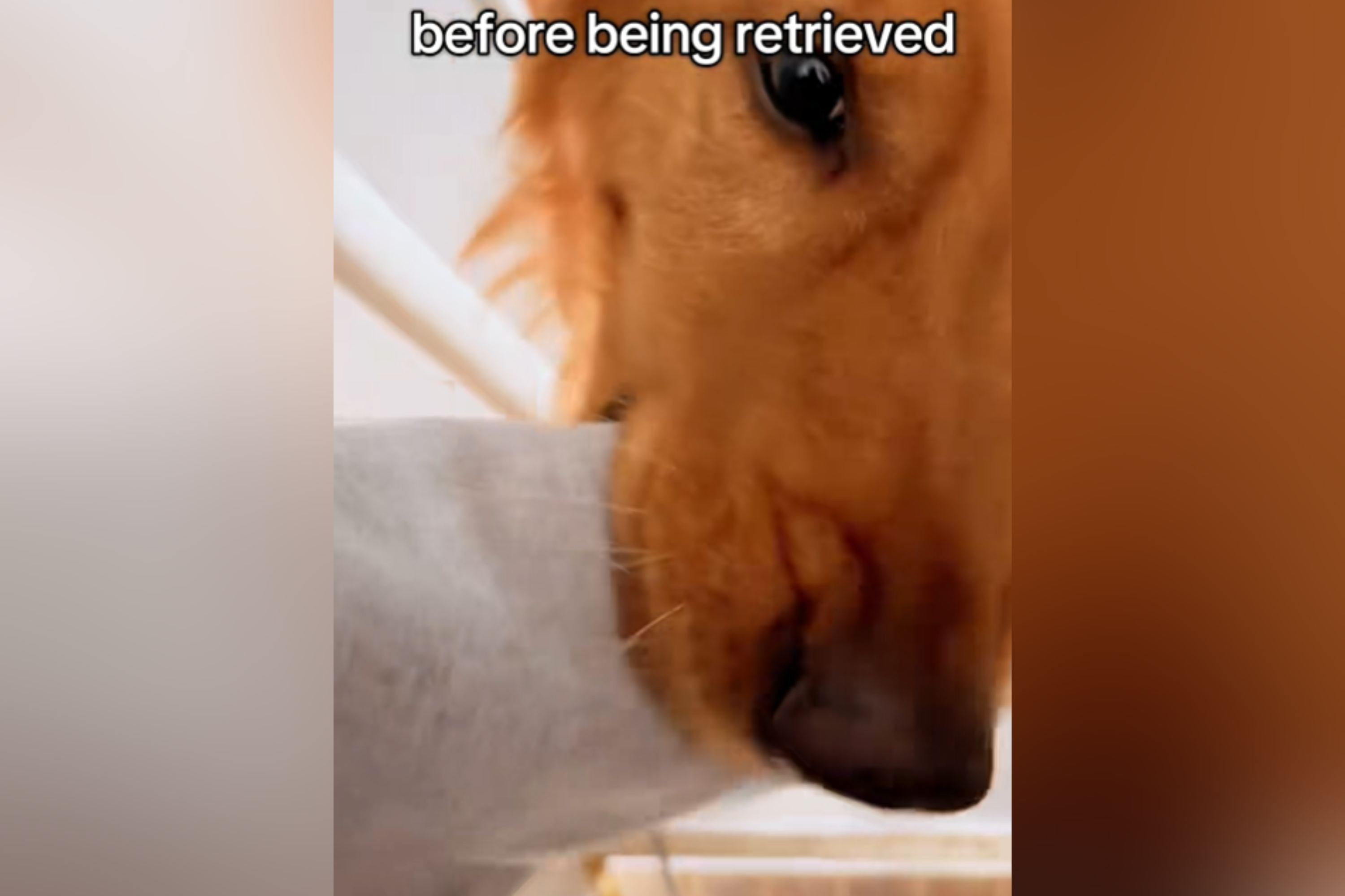 Goldens Unique Way of Welcoming Owner Home Goes Viral: Retrieved