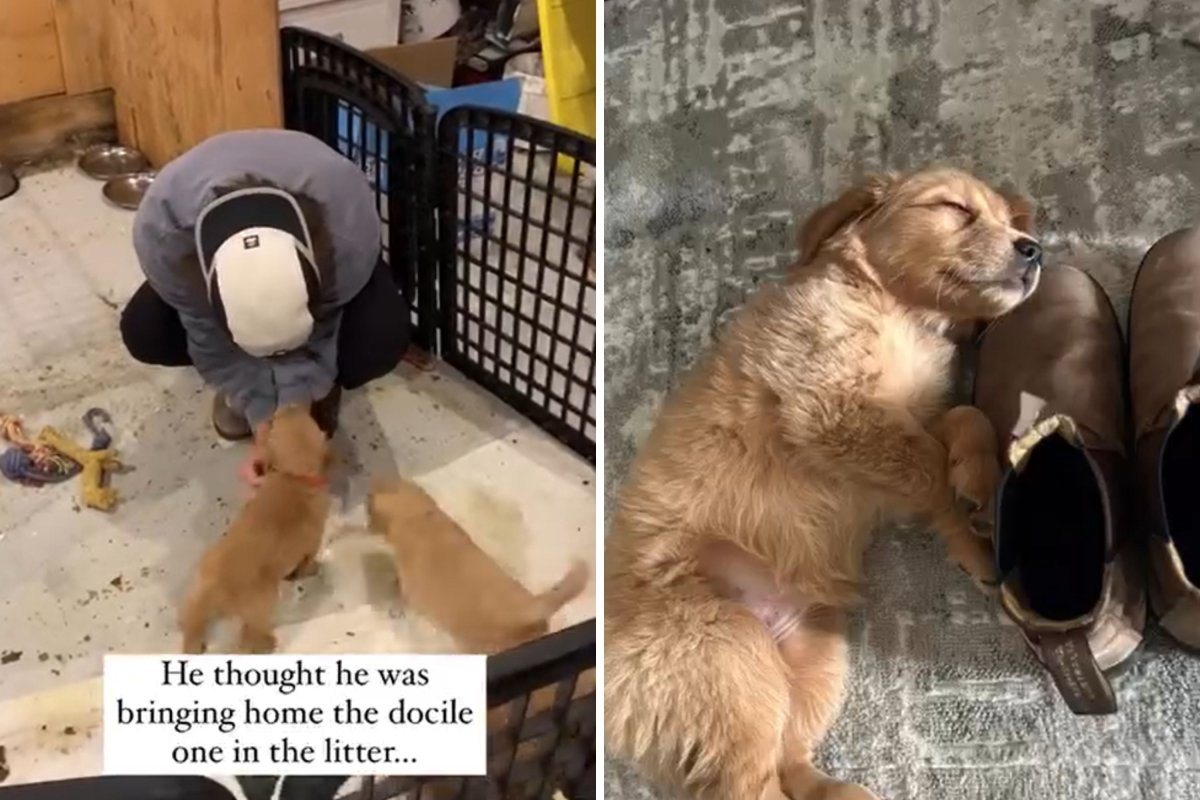 Puppy pretends to be calm
