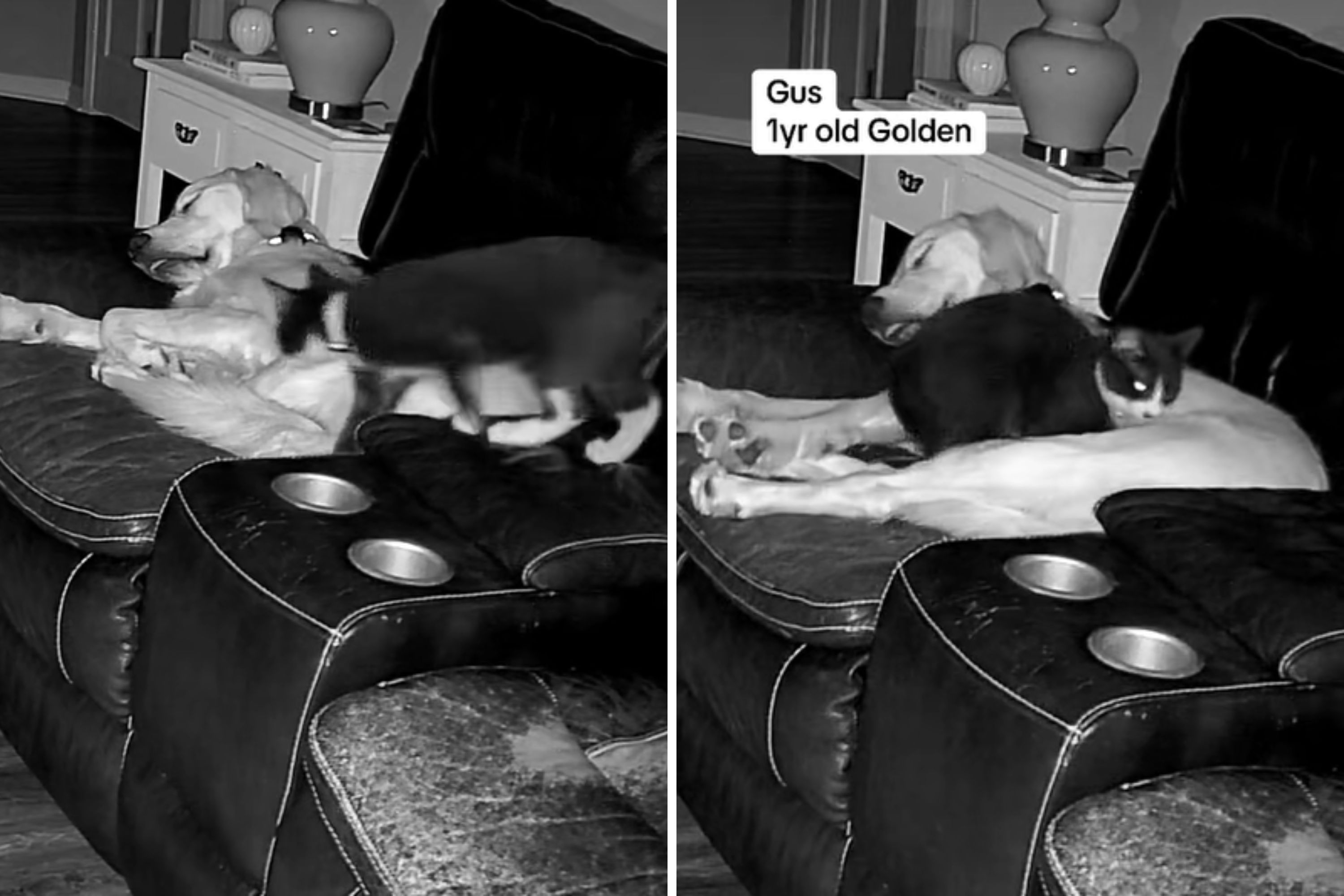 Stray Kitten Finds New Home&mdash;Nightly Routine With Dog Brother Melts Hearts