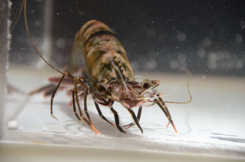 Tiger prawn in tank