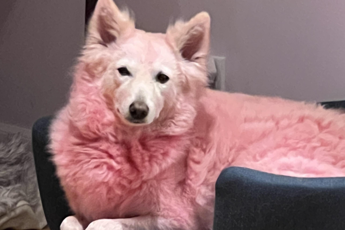 Can I Use Human Hair Conditioner On My Dog? Expert Tips Revealed