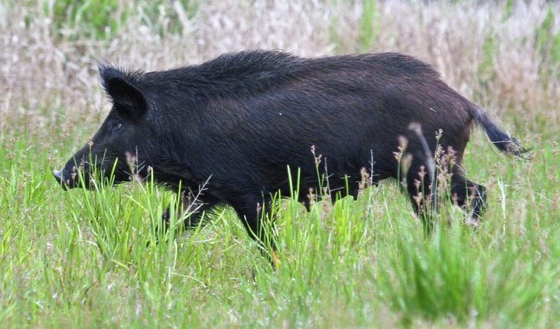 Wild boar