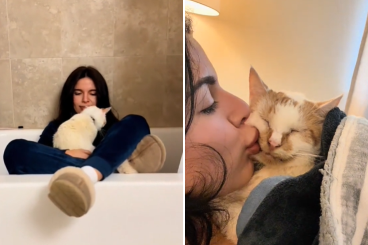 Gato crustoso