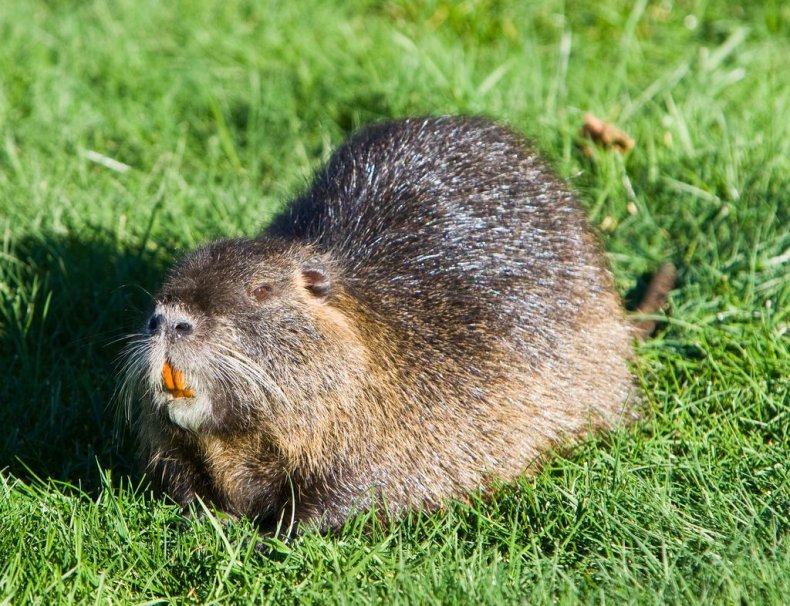 Nutria in wild