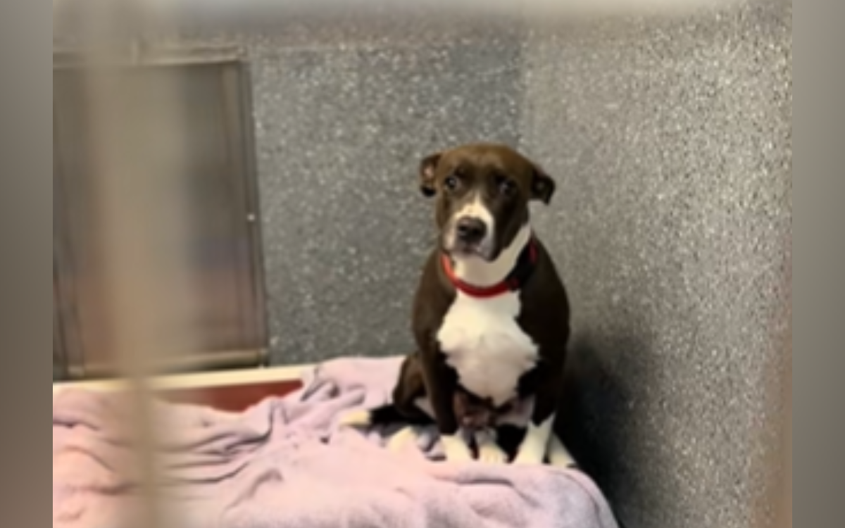 Dog Abandoned With Her Puppies Now Overlooked in Shelter With 'No ...