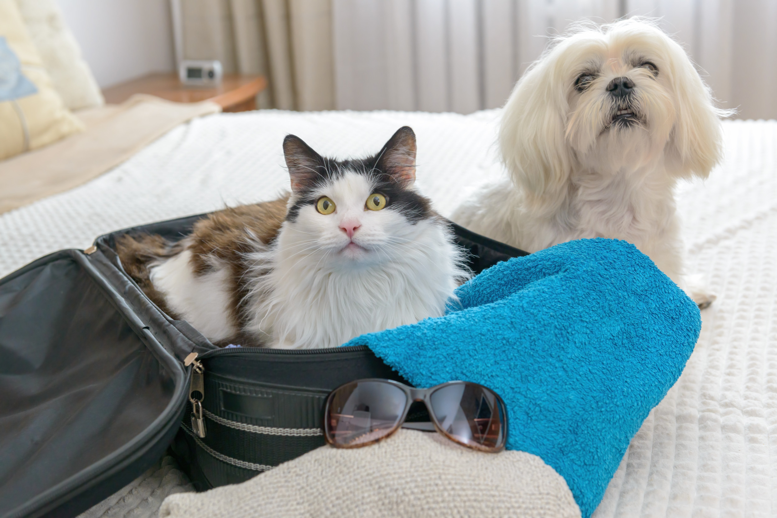 Where to Leave Your Pet When You Go on Holiday