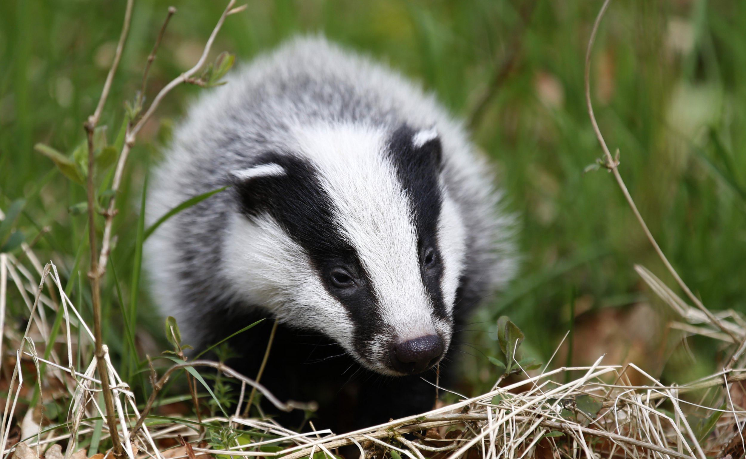 badger-killing-begins-again-in-england-despite-evidence-it-doesn-t