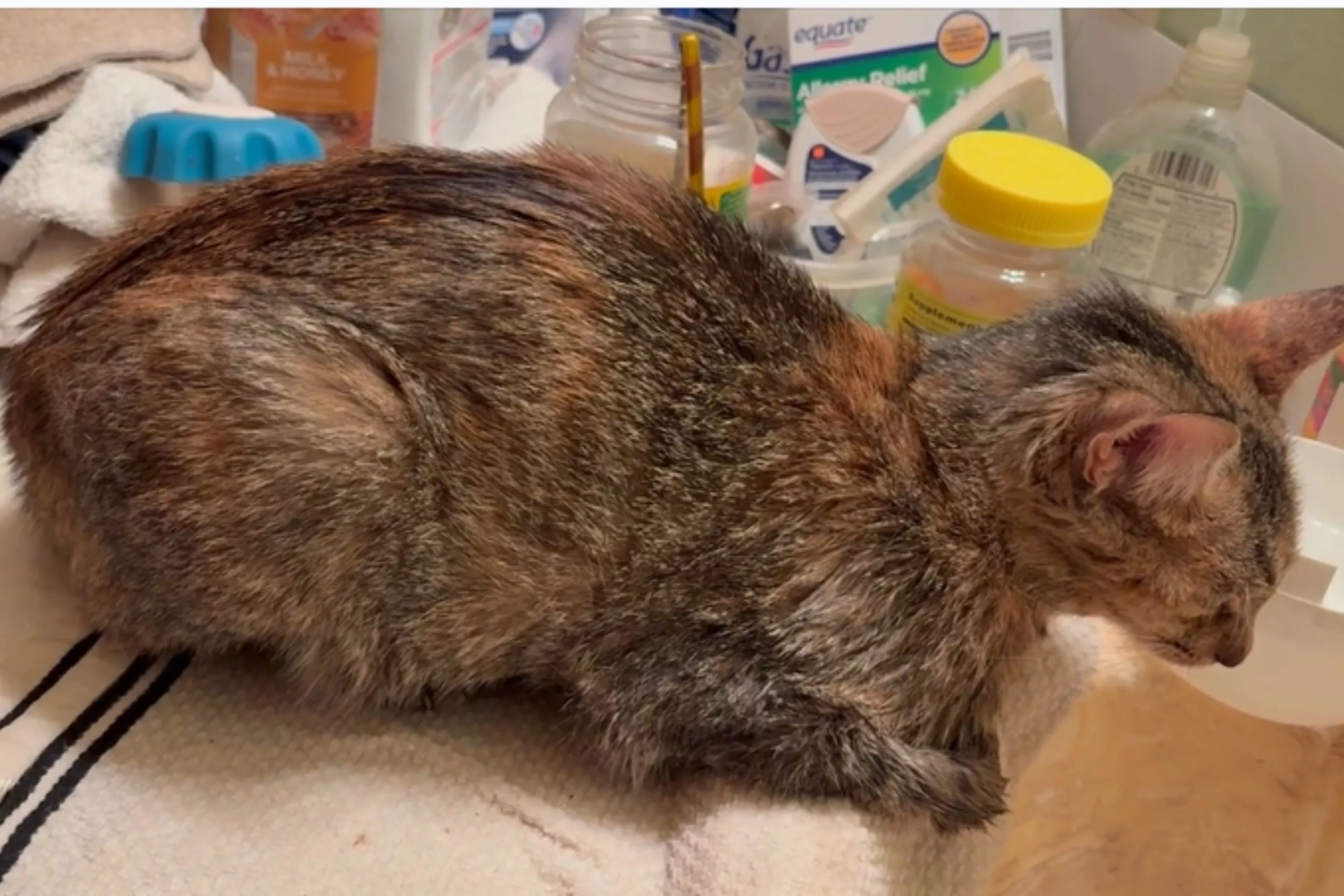 Rescue Story of Grey Cat Lag Scary Eyes: Heartwarming Survival Tale