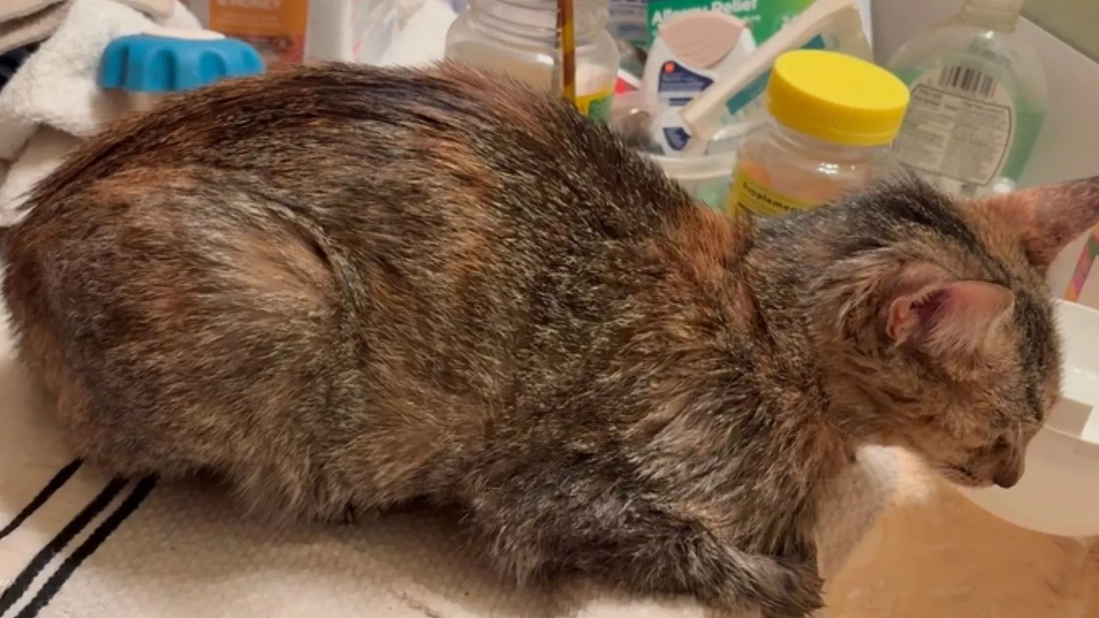 Rescue Story of Grey Cat Lag Scary Eyes: Heartwarming Survival Tale
