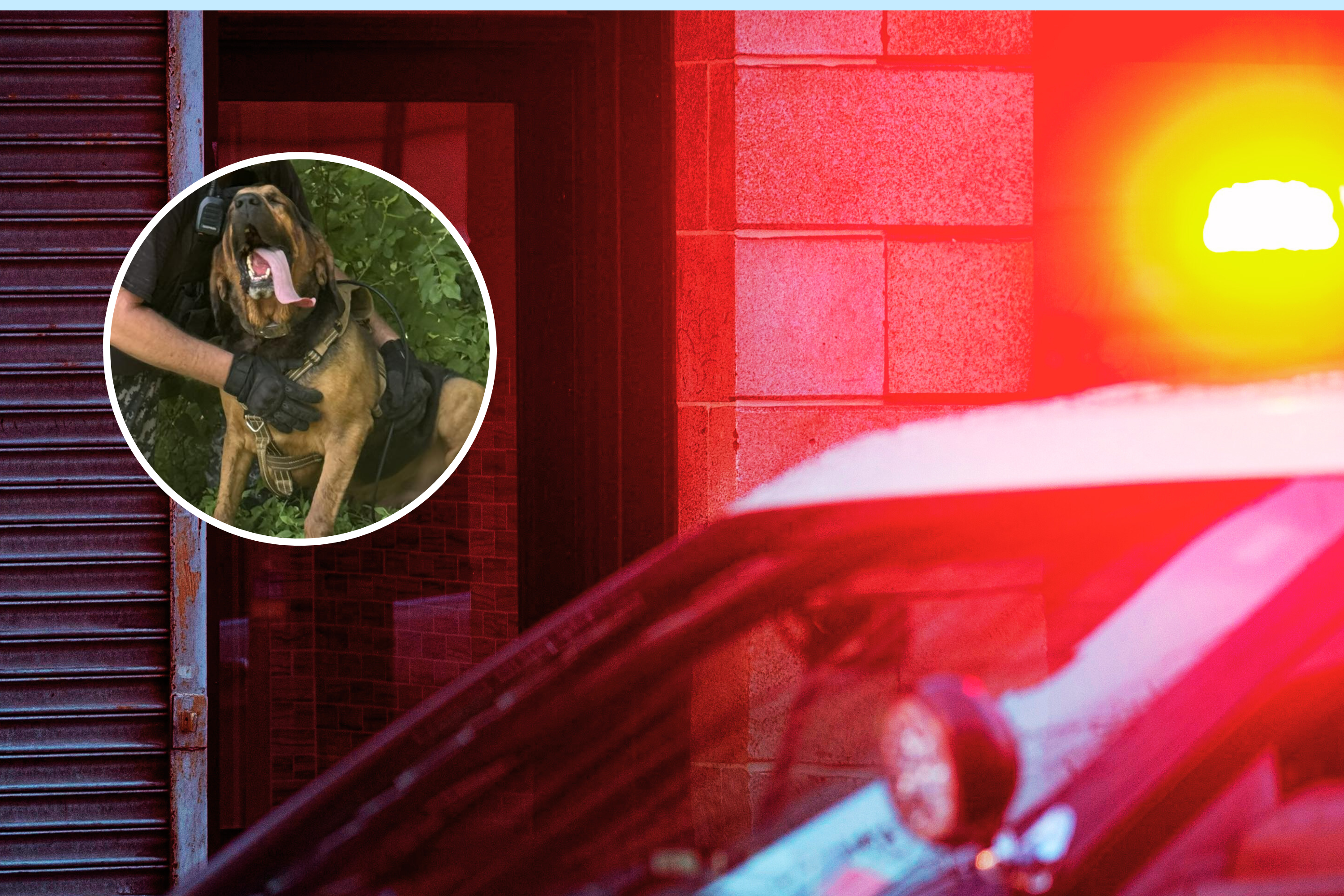 https://d.newsweek.com/en/full/2695276/k-9-rescue.png