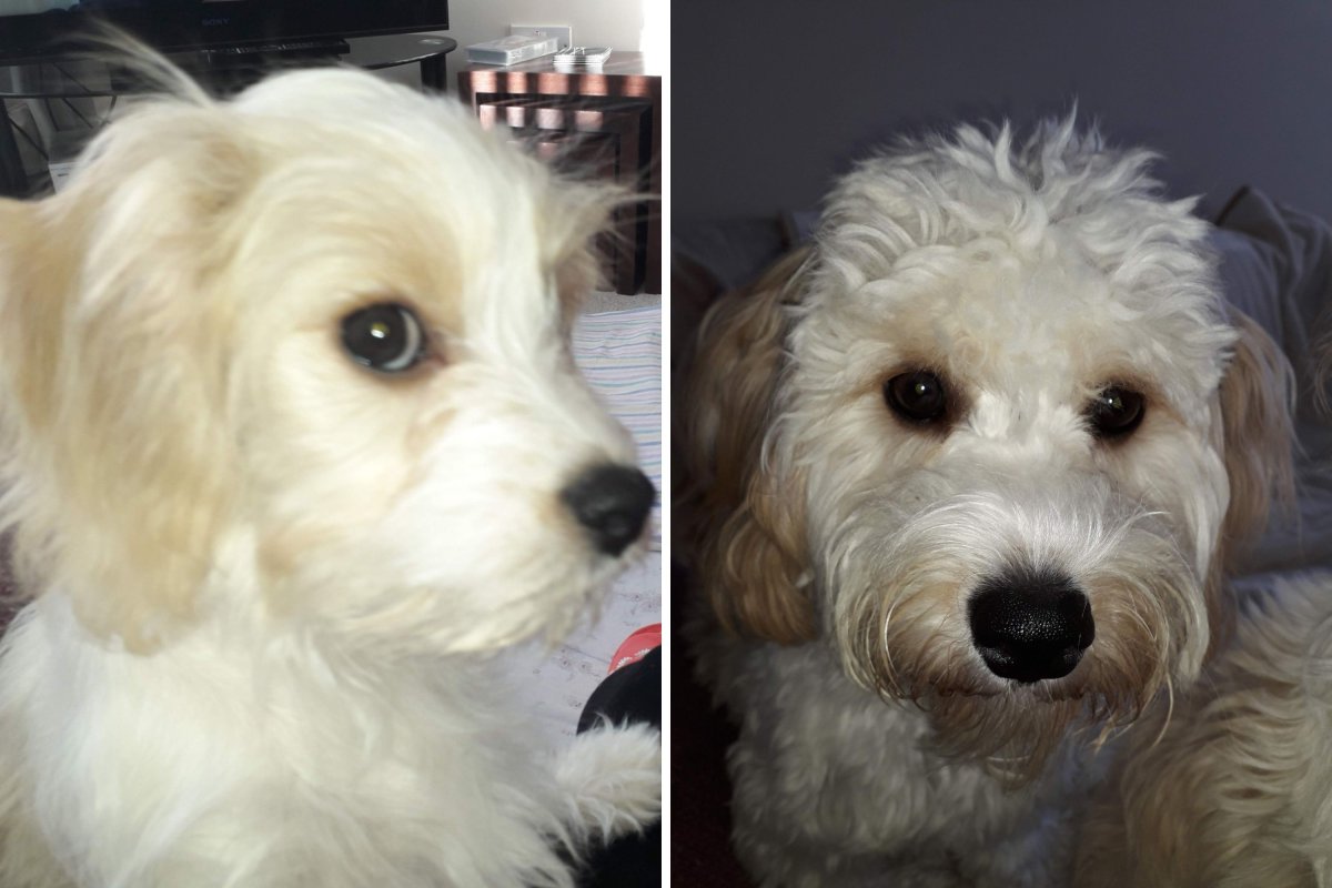 Irmão Cavachons