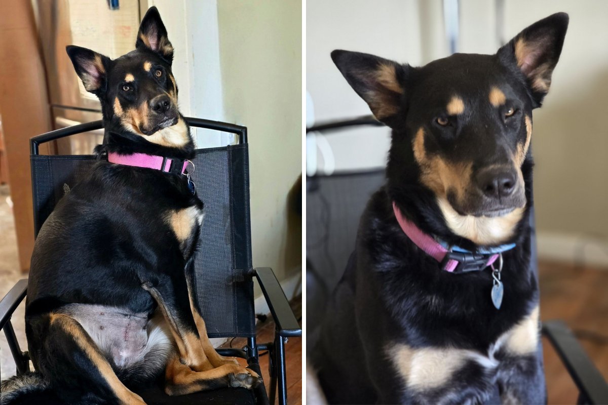 Rottsky Mix