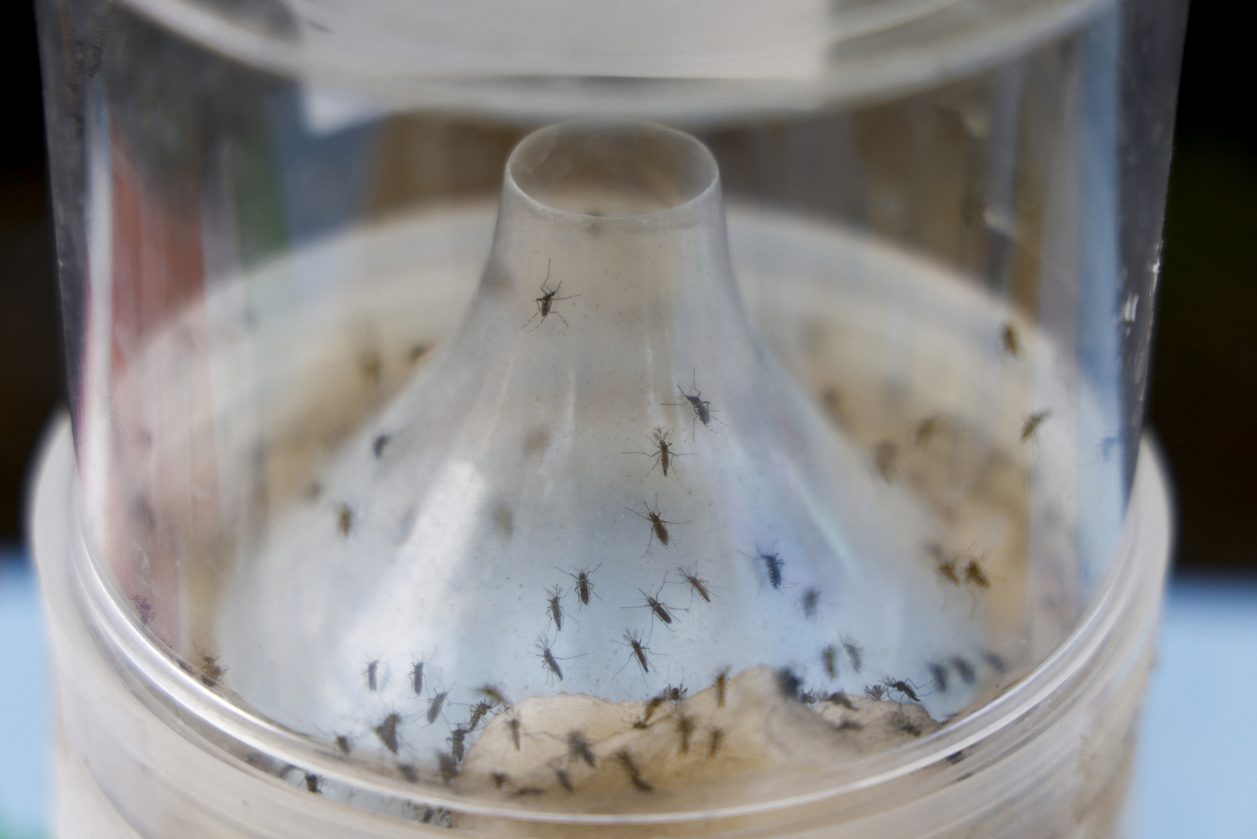Travel Warning Issued for China Amid Mosquito-Borne Virus Outbreak