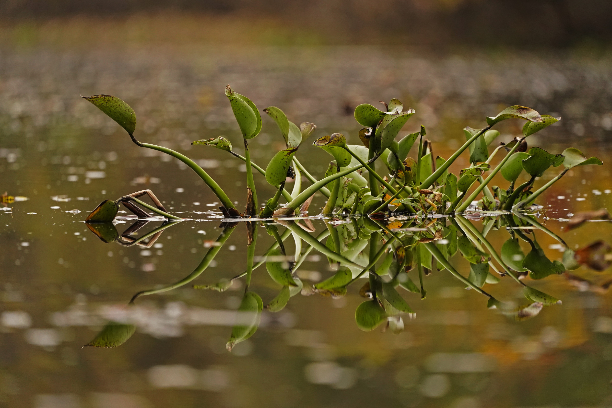 https://d.newsweek.com/en/full/2695664/maurepas-swamp.jpg