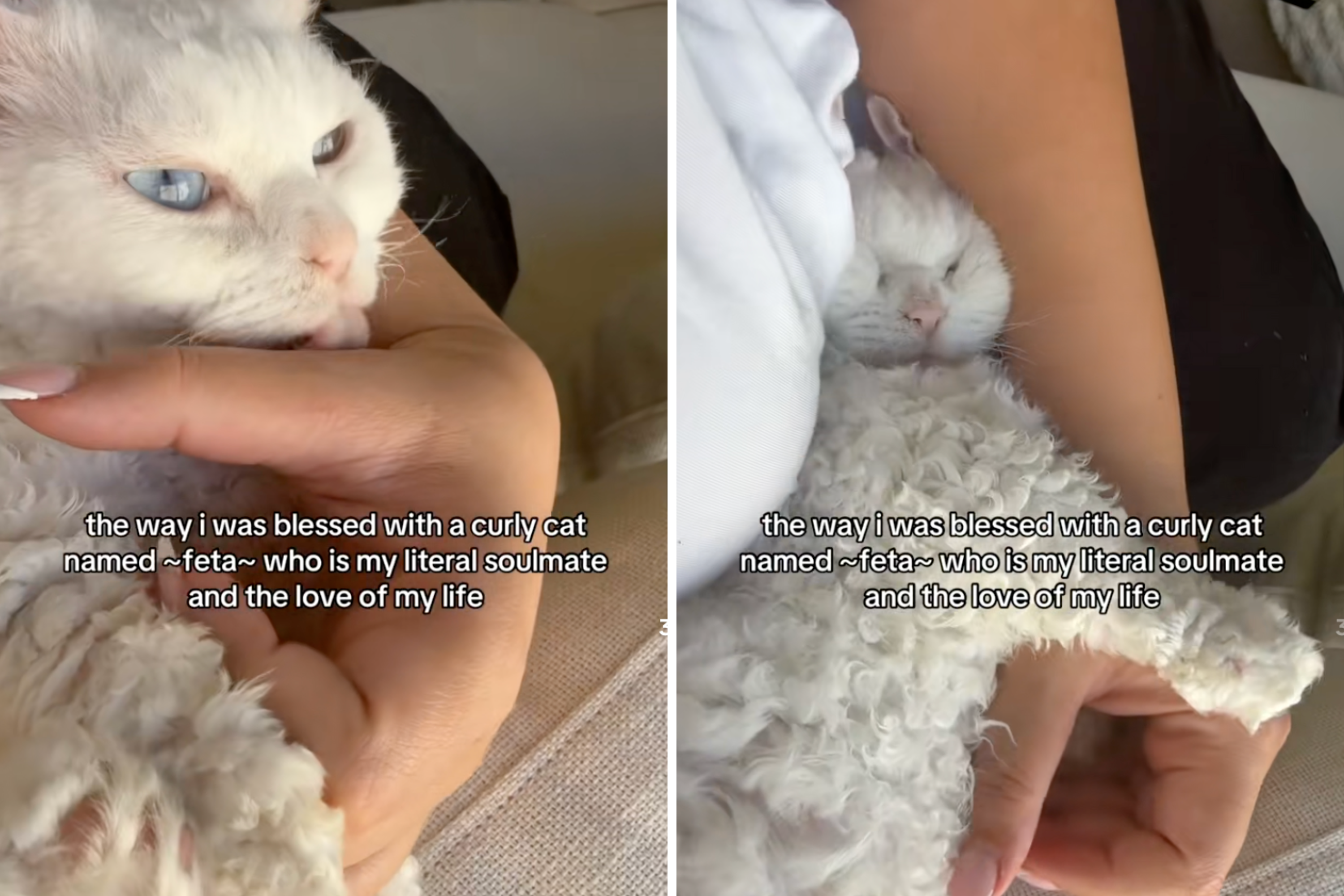 Woman Gets Ordinary-Looking Kitten&mdash;Then Something Begins To Change