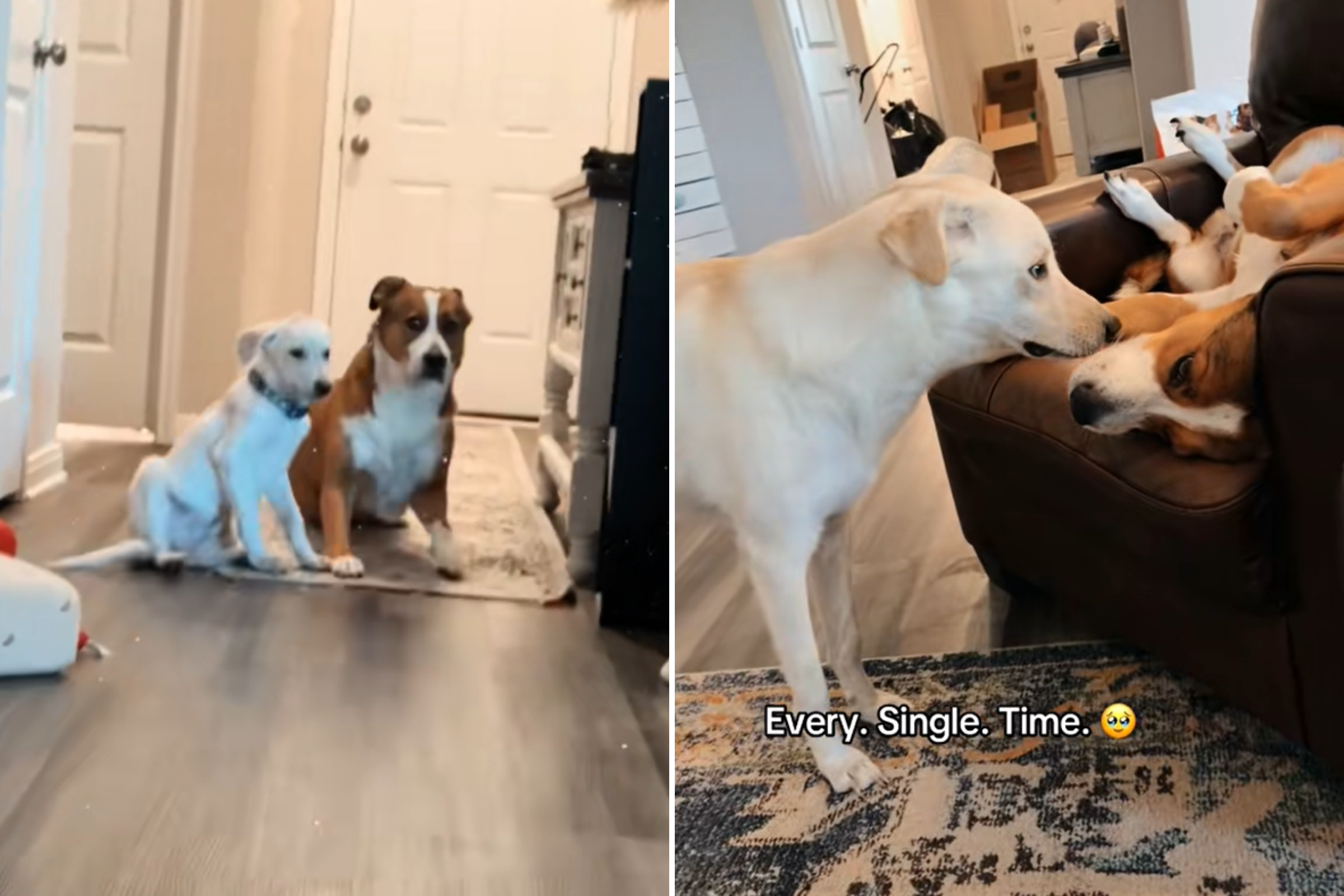 Hearts Melt as Dog Doesnt Like Rescue Puppy, Then Everything Changes