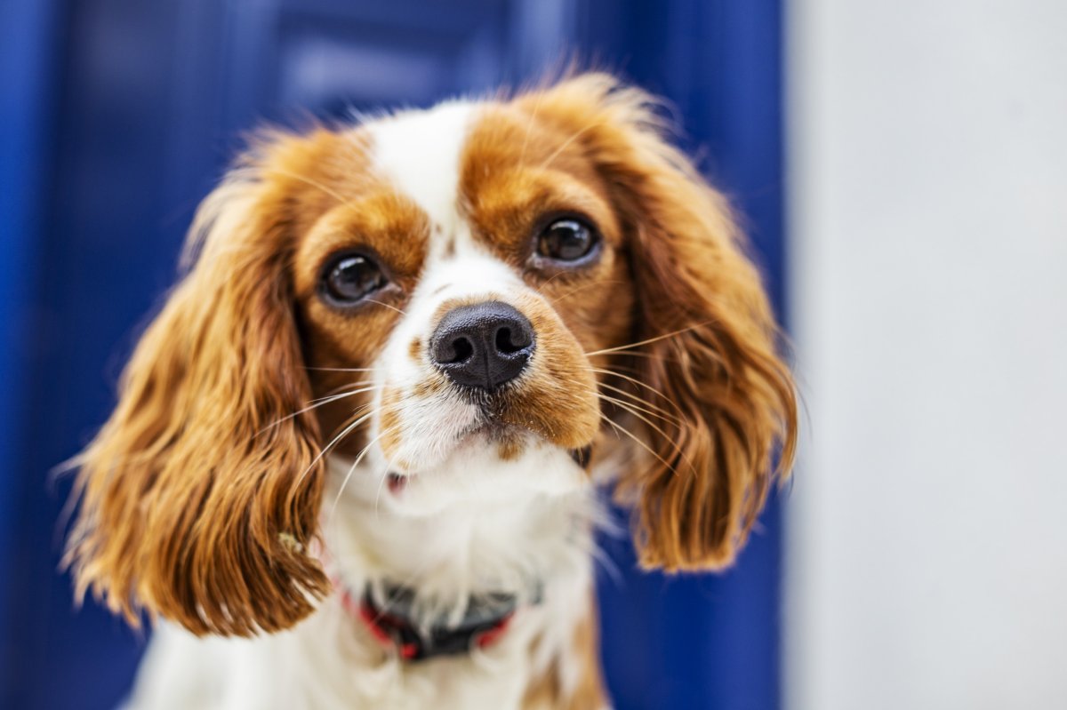 Cavalier King Charles Spaniel Stares Into Camera