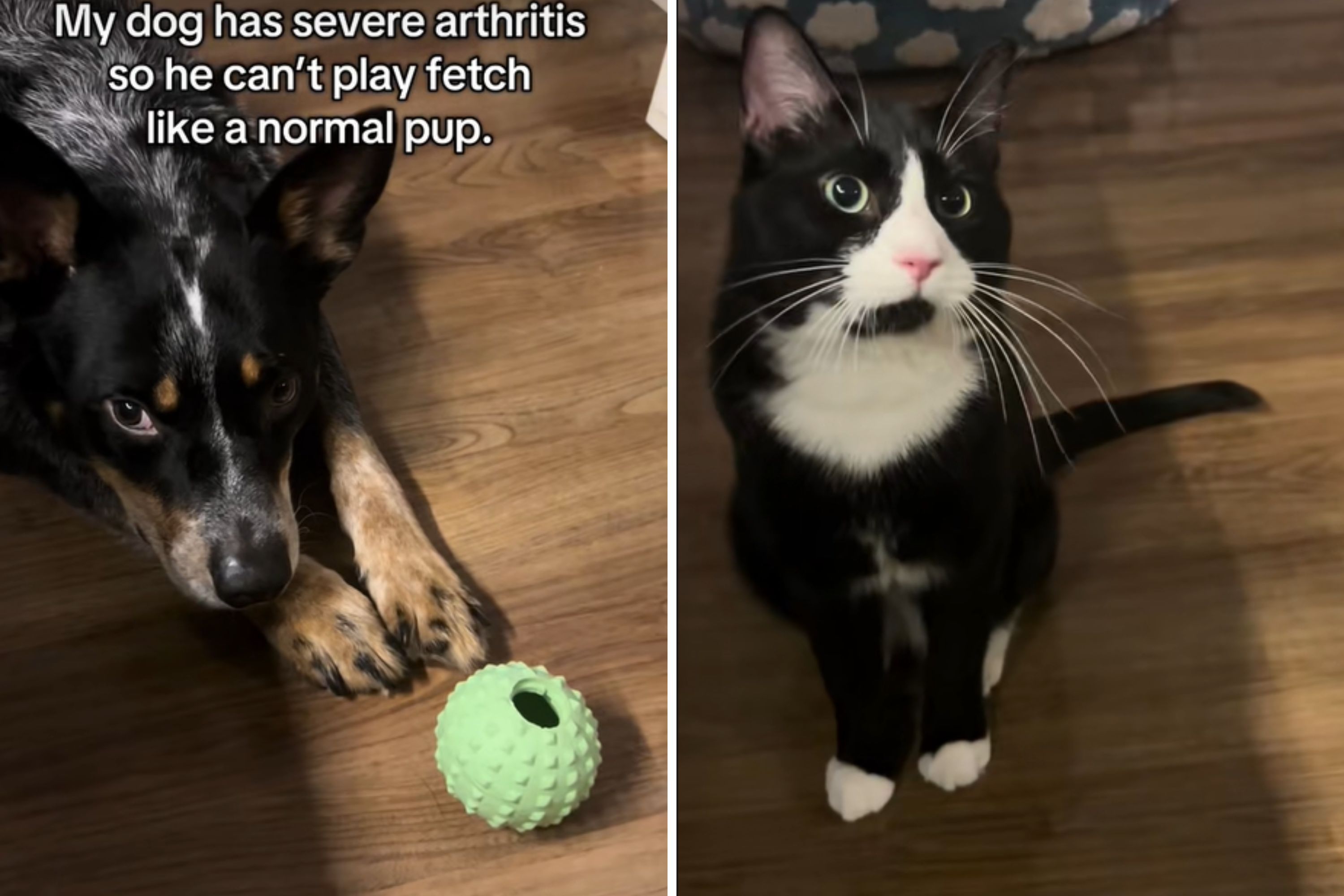 Dog With Severe Arthritis Cannot Play Fetch, But Unexpected Friend Steps In Dog With Severe Arthritis Cannot Play Fetch, But Unexpected Friend Steps In