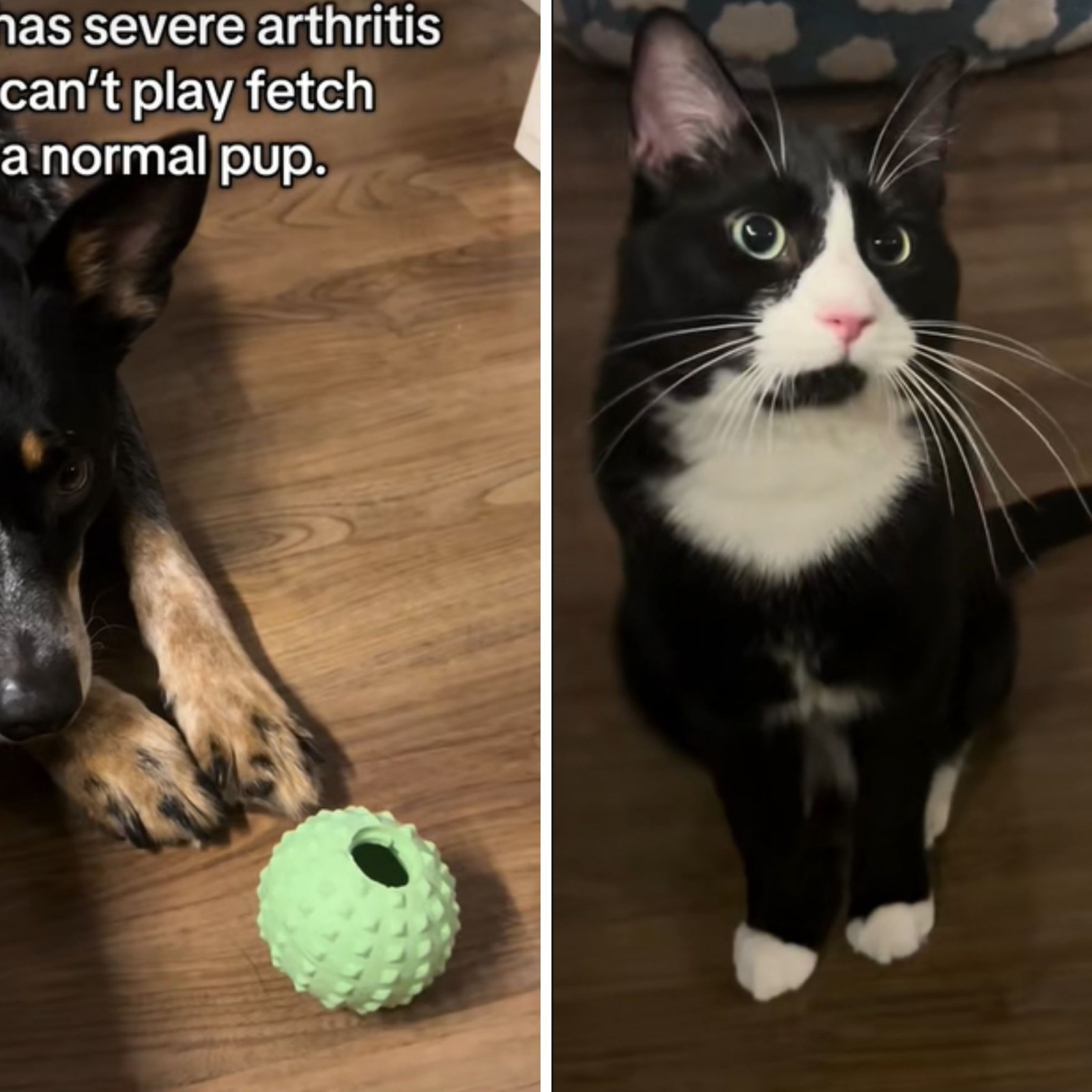 Will.Cats Play With Dog.Toys: Surprising Facts You Must Know