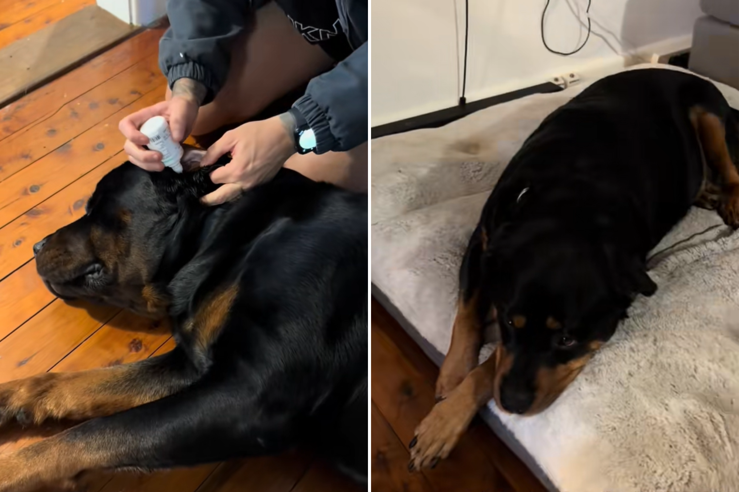 Rottweiler Gets FOMO Over Brother's Ear Drops - Tears at What Happens Next