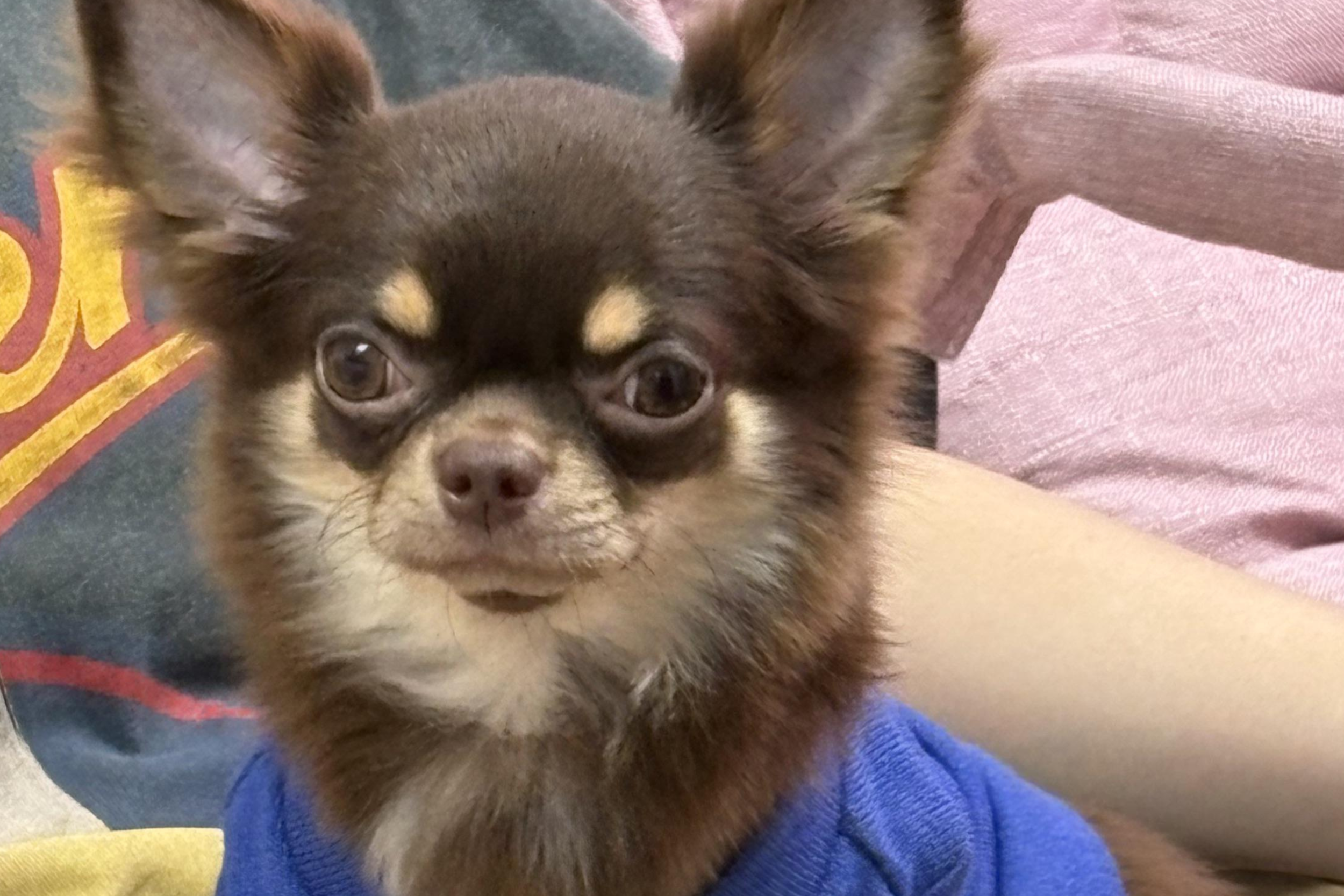 Worried Owner Takes Dog To Vet As She Stops Eating&mdash;Unprepared for Diagnosis