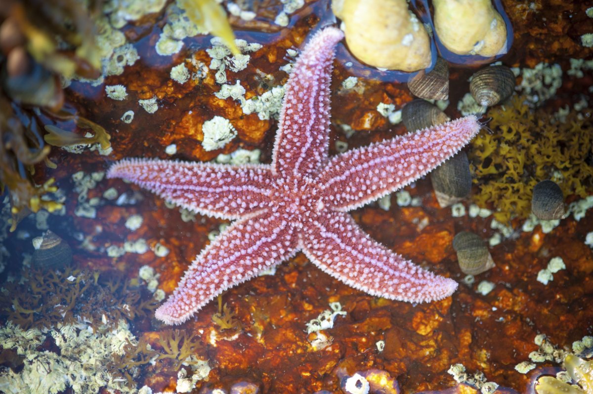 Starfish