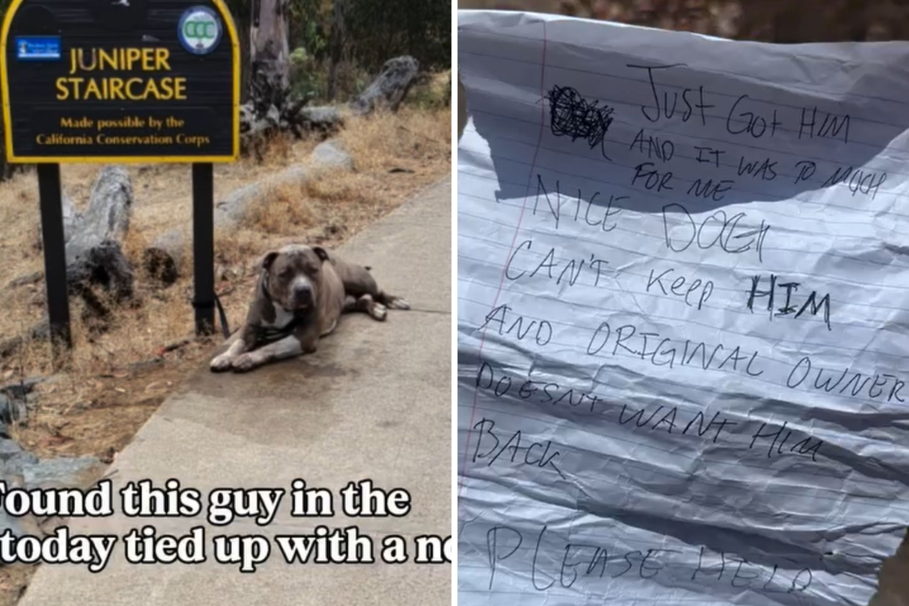 Abandoned Dog Found Tied Up With Heartbreaking Note 'Don't Want Him