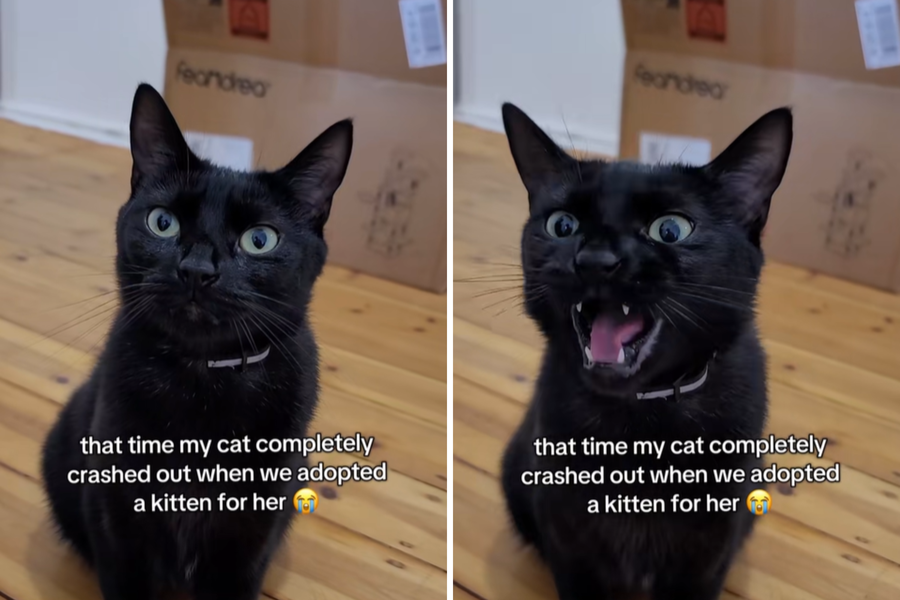 Owners Adopt a Kitten for Their Cat&mdash;She Isnt Exactly Thrilled