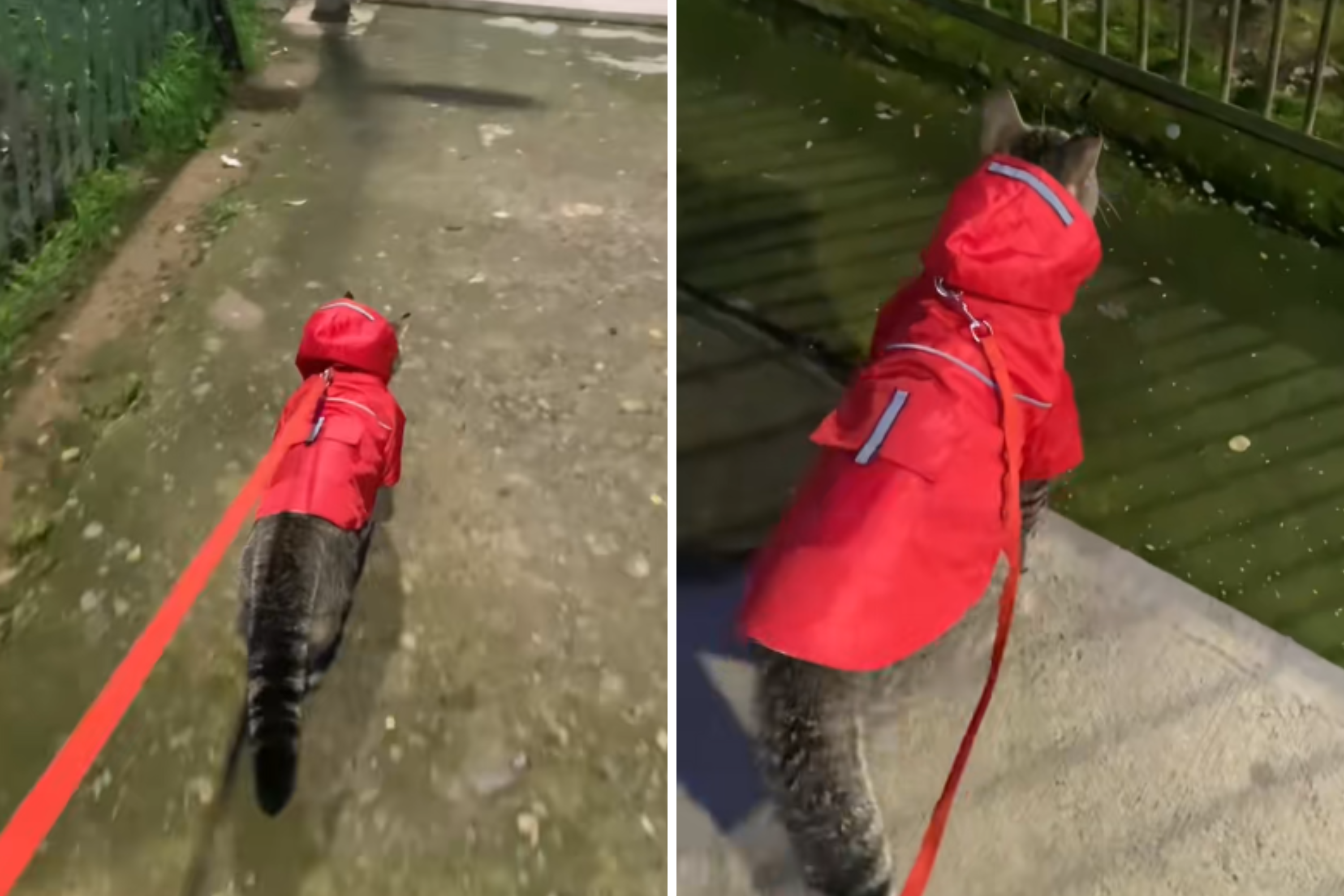 Can a Cat Learn to Walk on a Leash: A Step-by-Step Guide