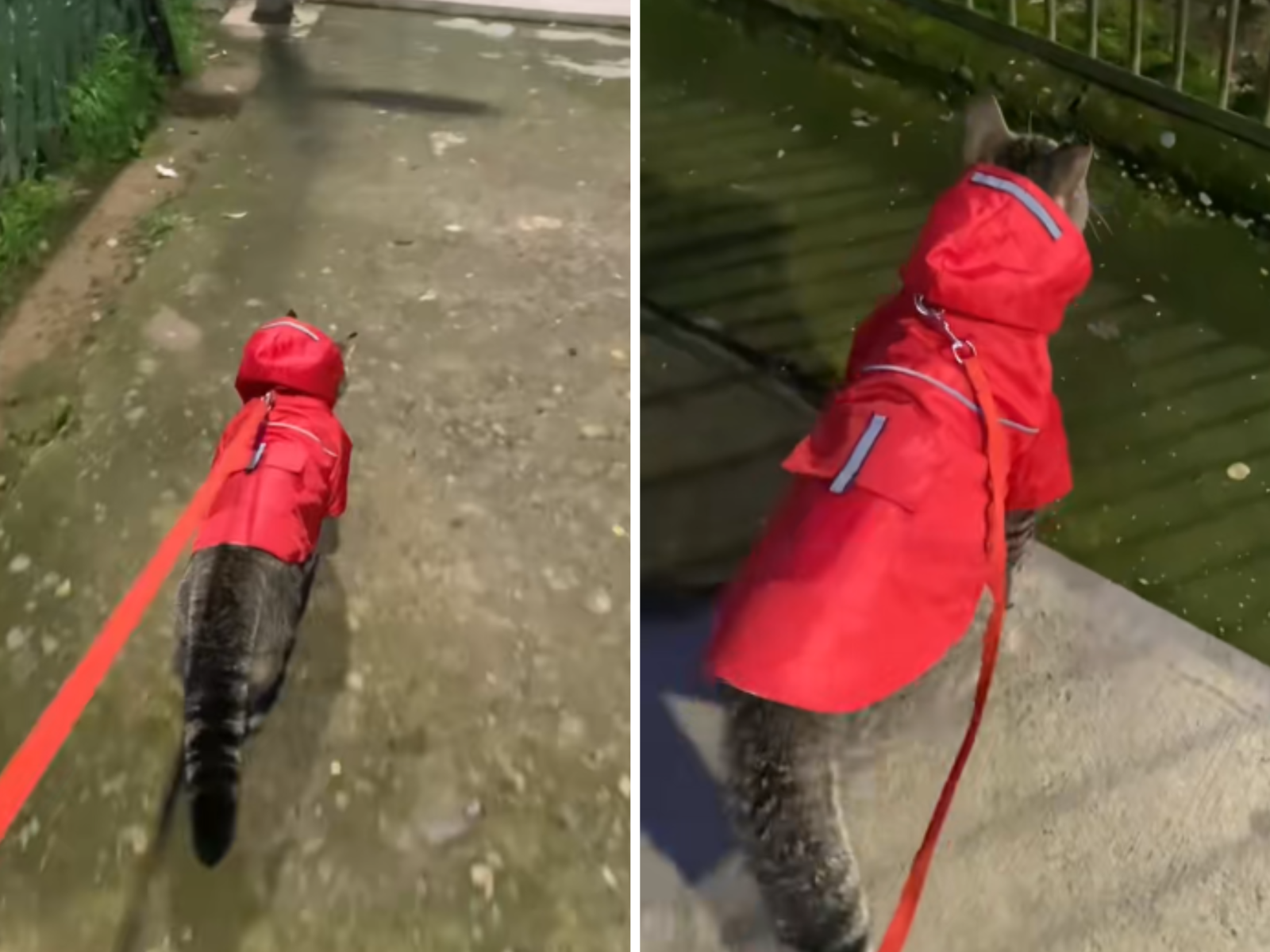 Can a Cat Learn to Walk on a Leash: A Step-by-Step Guide
