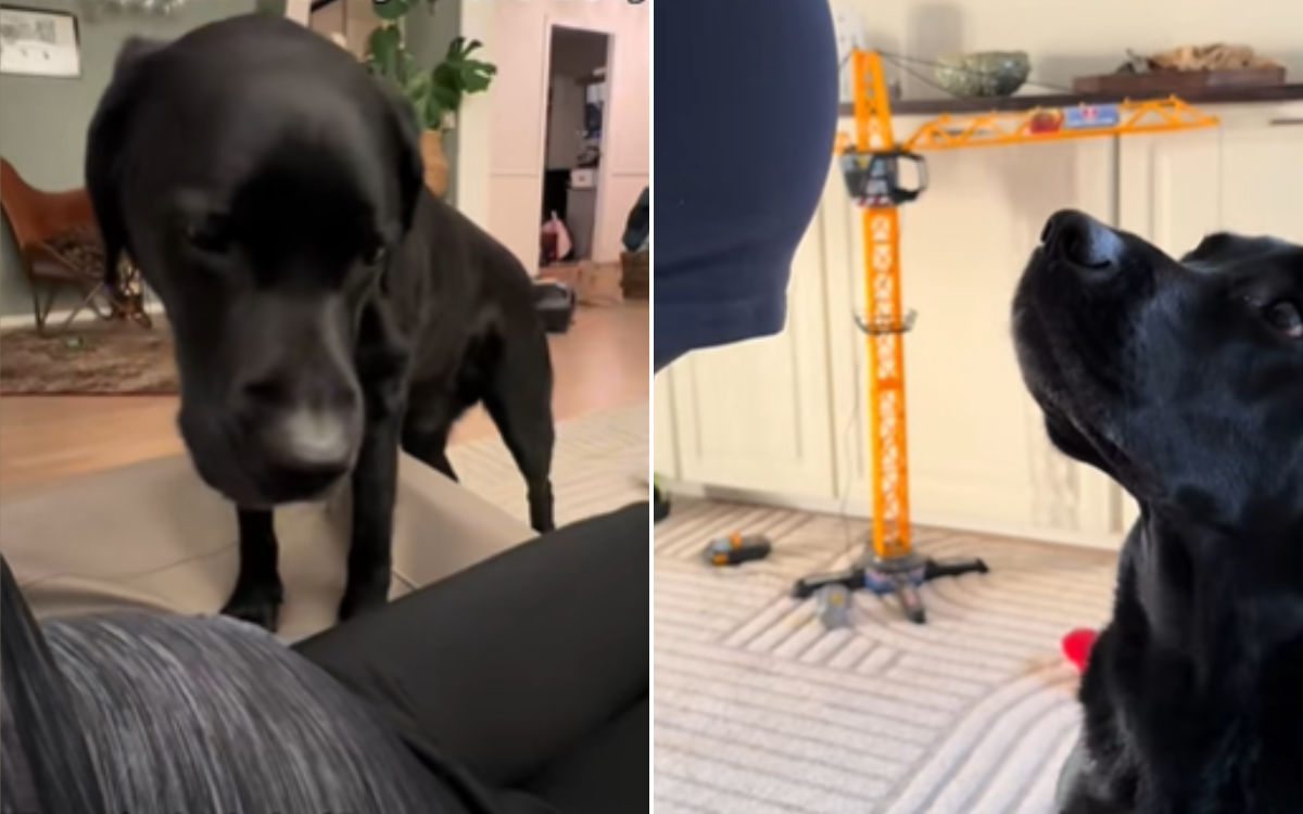 Elvis the Labrador could sense the baby.