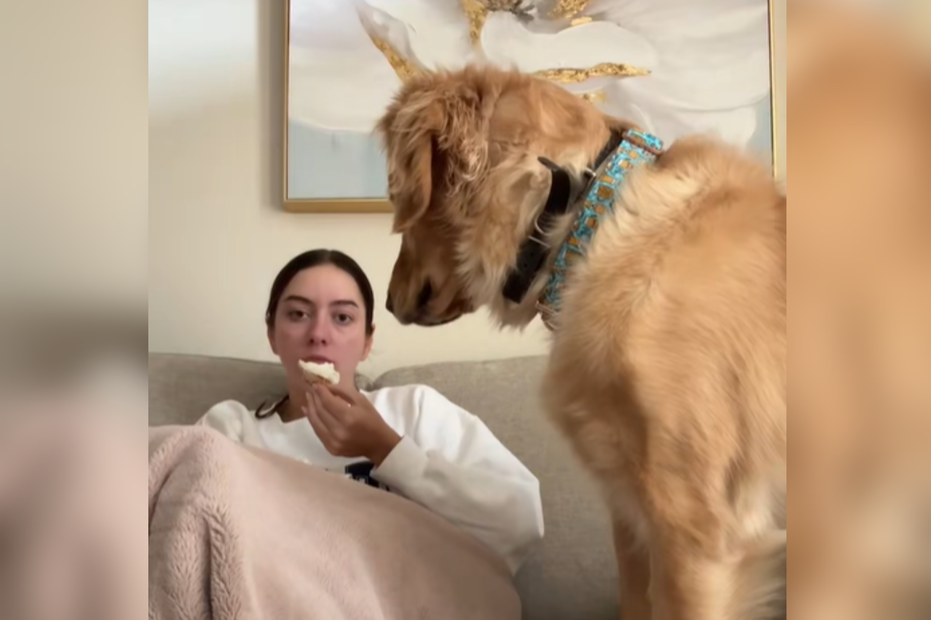 Golden Retriever Owner Tries To Eat Bagel Without Sharing, Goes As Expected