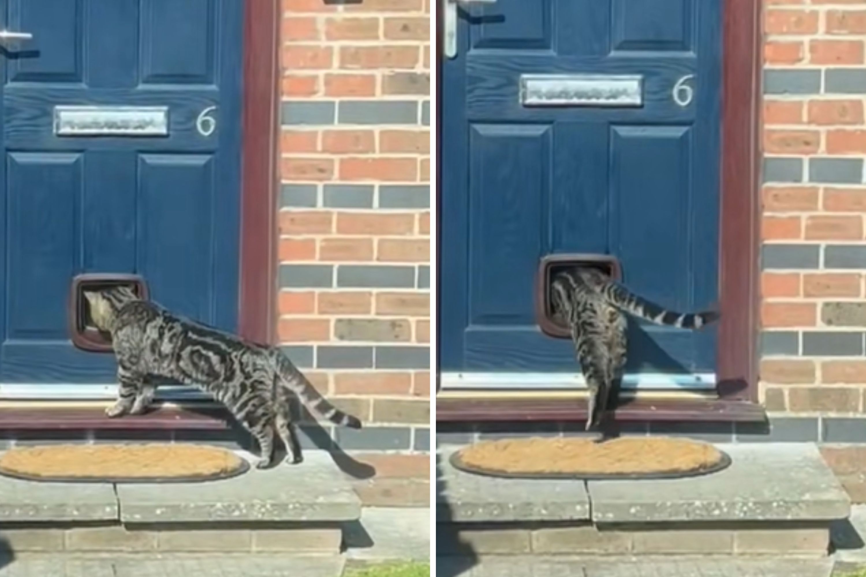 Handyman Installs New Cat Flap in Door, Then Gets Text From the Customer