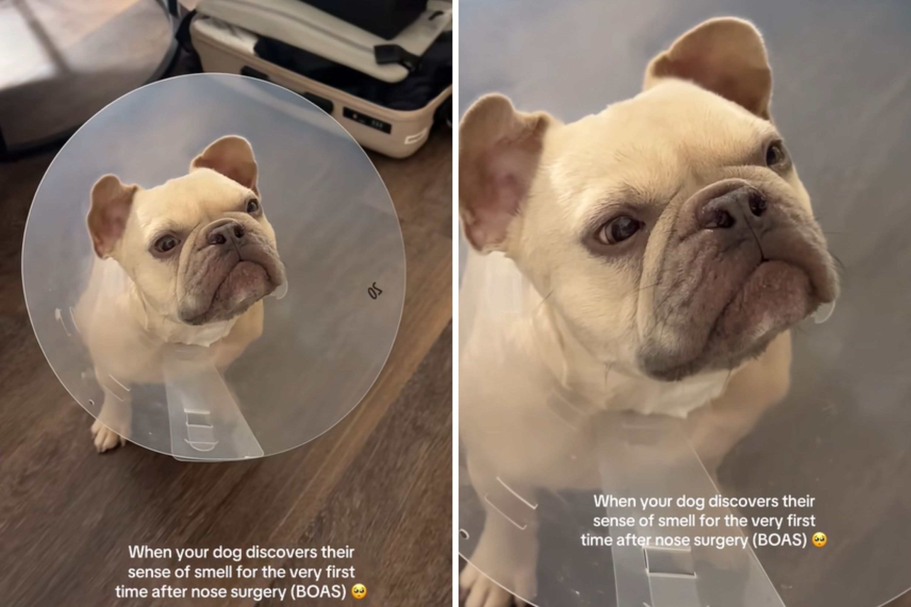 French Bulldogs Reaction to Smelling Again After Surgery Delights Internet French Bulldogs Reaction to Smelling Again After Surgery Delights Internet