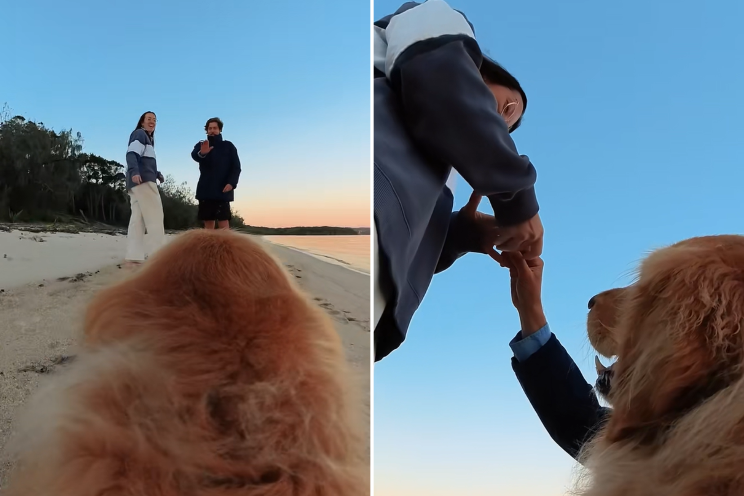 Couple Get Engaged, They Cant Believe What Their Golden Retriever Captures