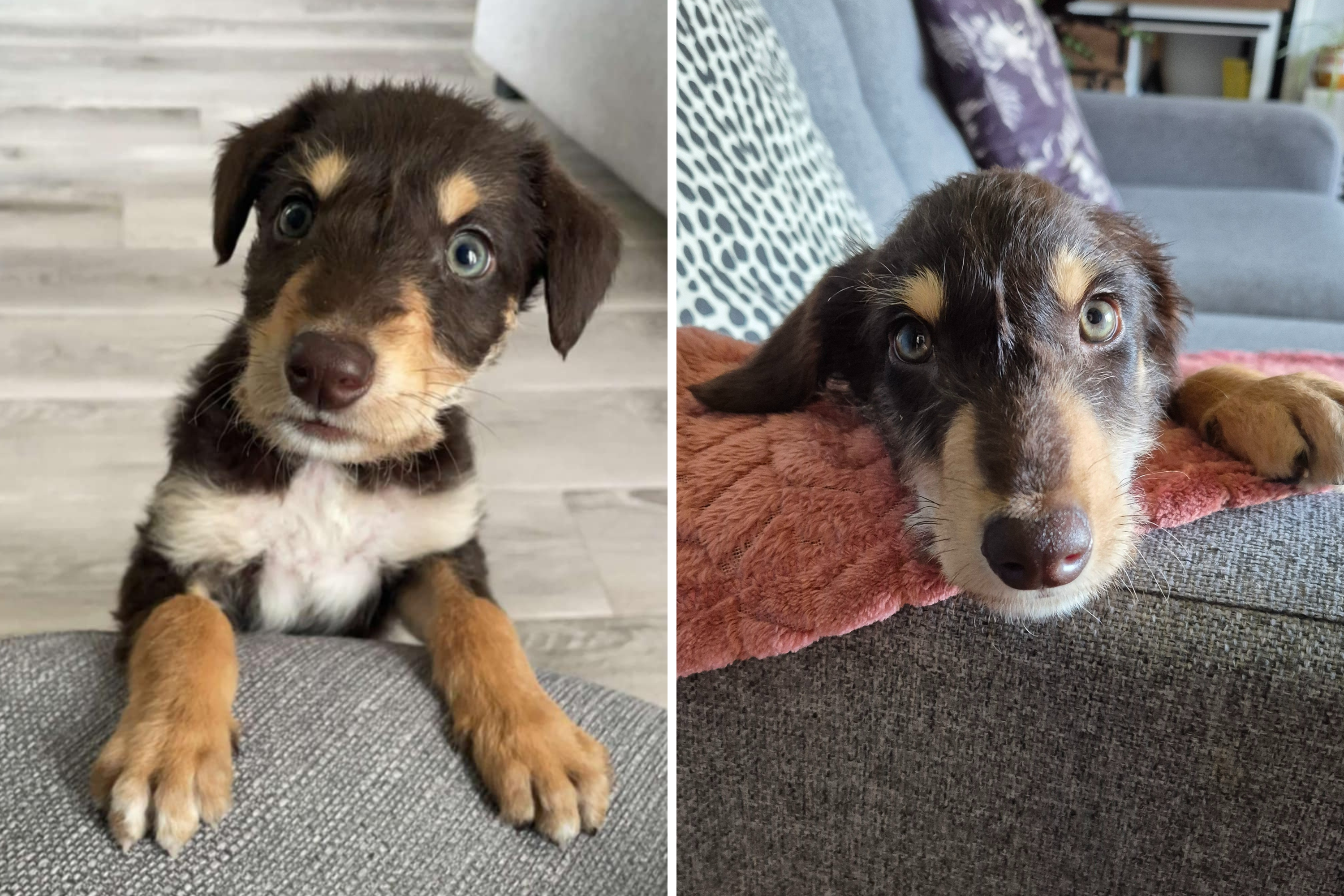 “Shelter Puppy’s Surprising Transformation Leaves Community in Awe!”