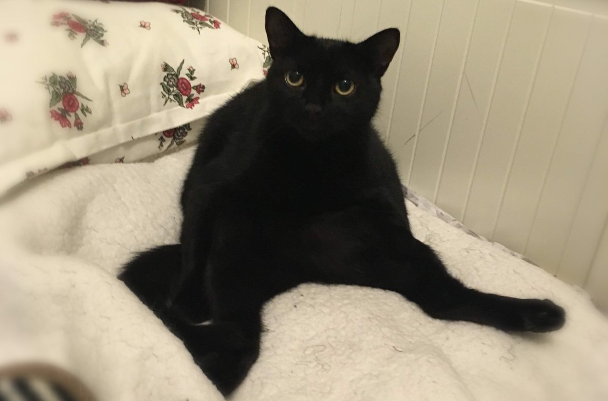 Black cat