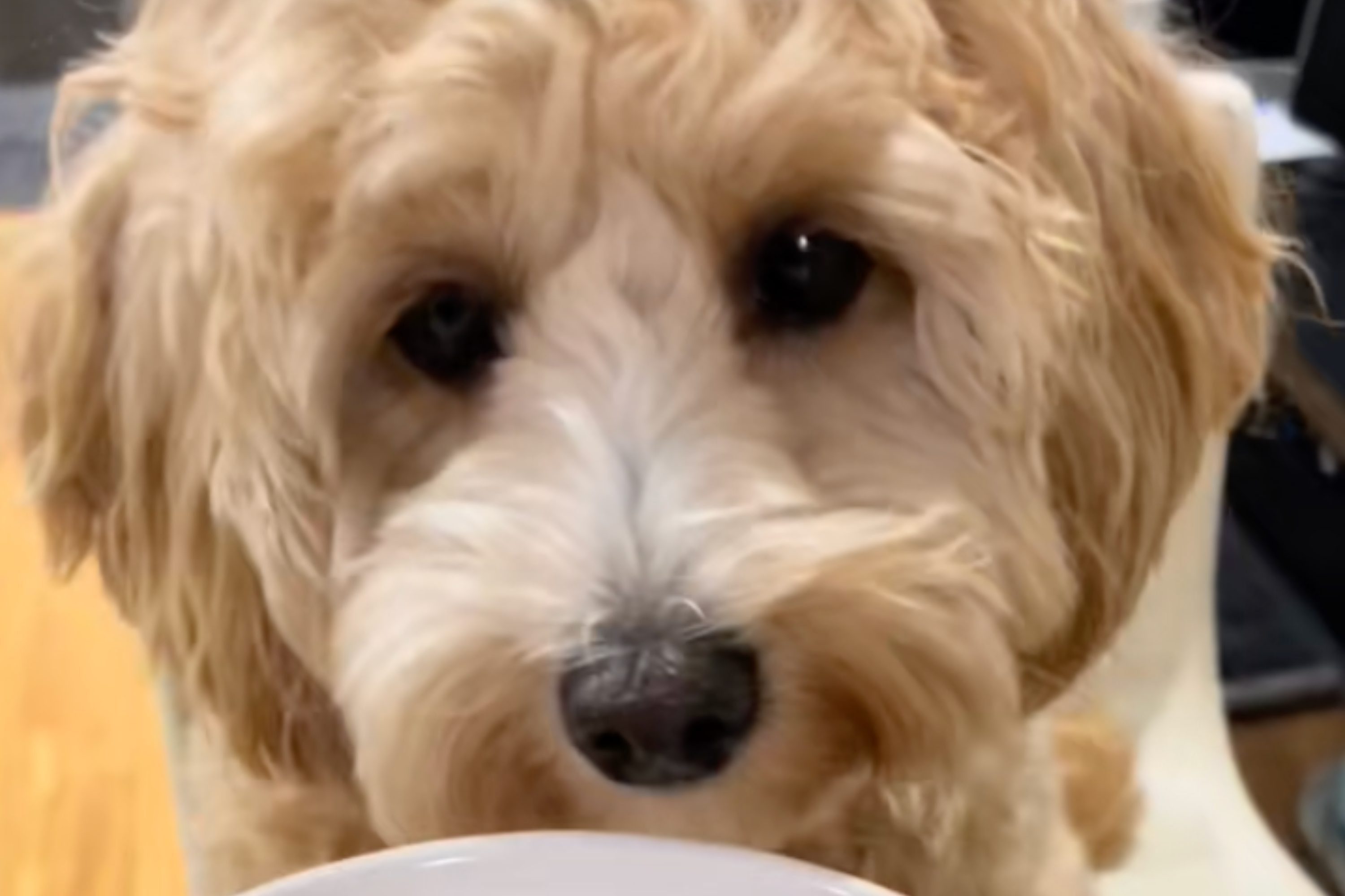 飼い主が夕食のために「うるさい」犬を養うものはバイラルになり、視聴者はびっくりします