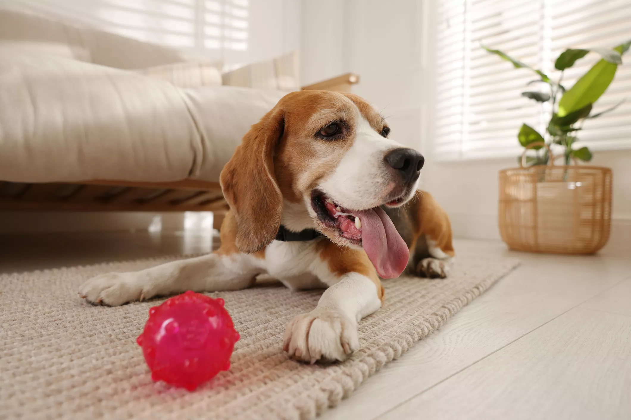Why Do Dogs Hide Their Toys: Unraveling the Mystery