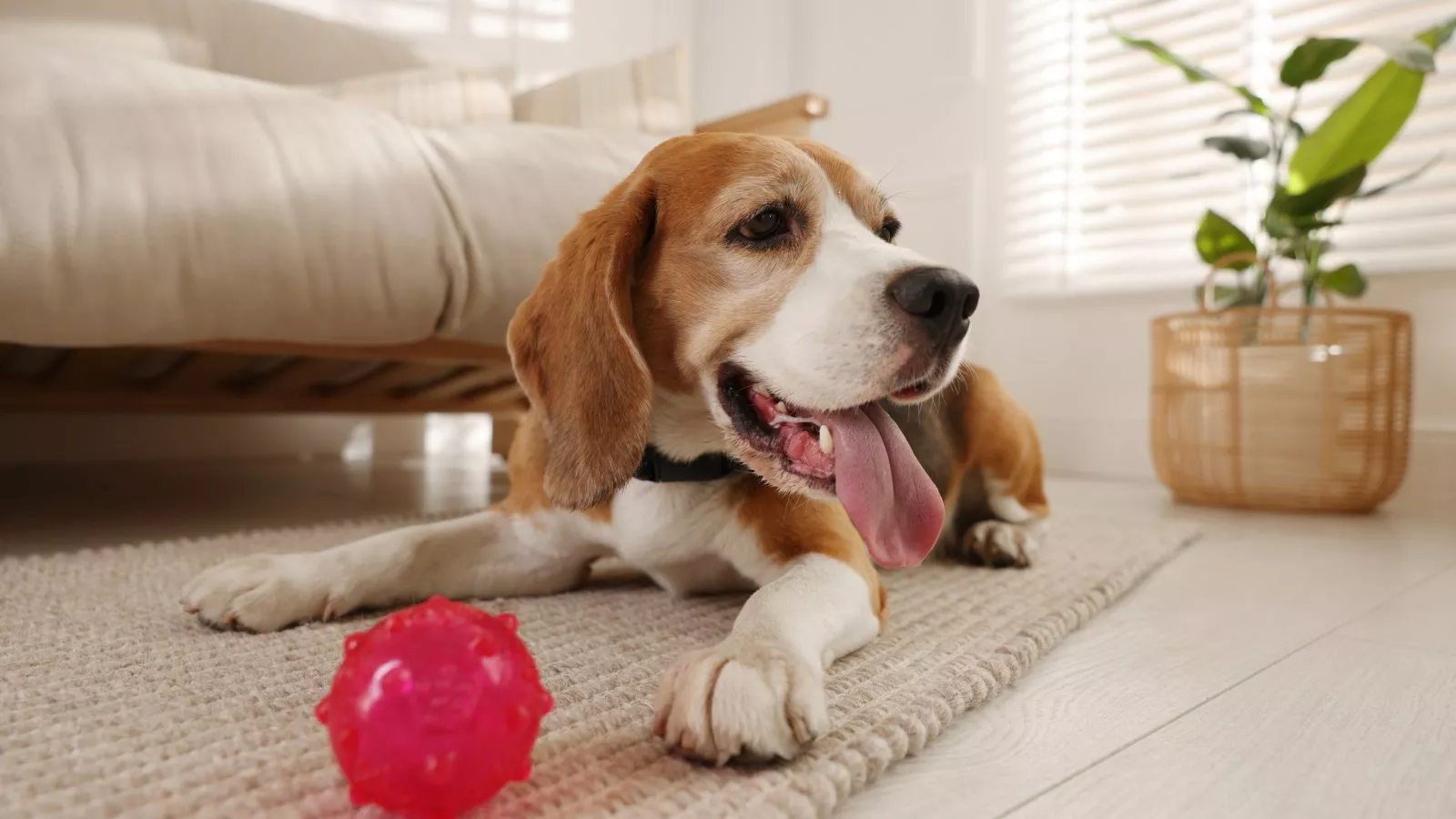 Why Do Dogs Hide Their Toys: Unraveling the Mystery
