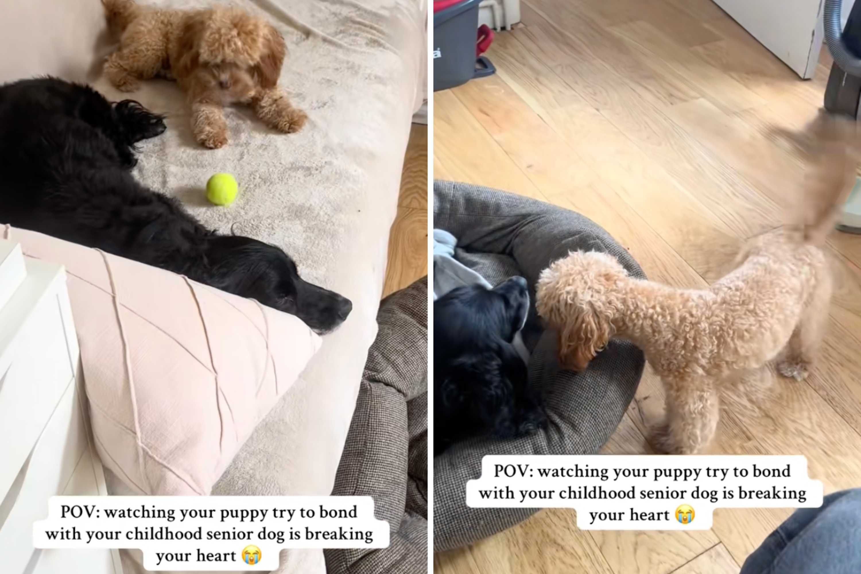 Owner Heartbroken After Puppy Met Childhood Family Dog&mdash;Didnt Go To Plan