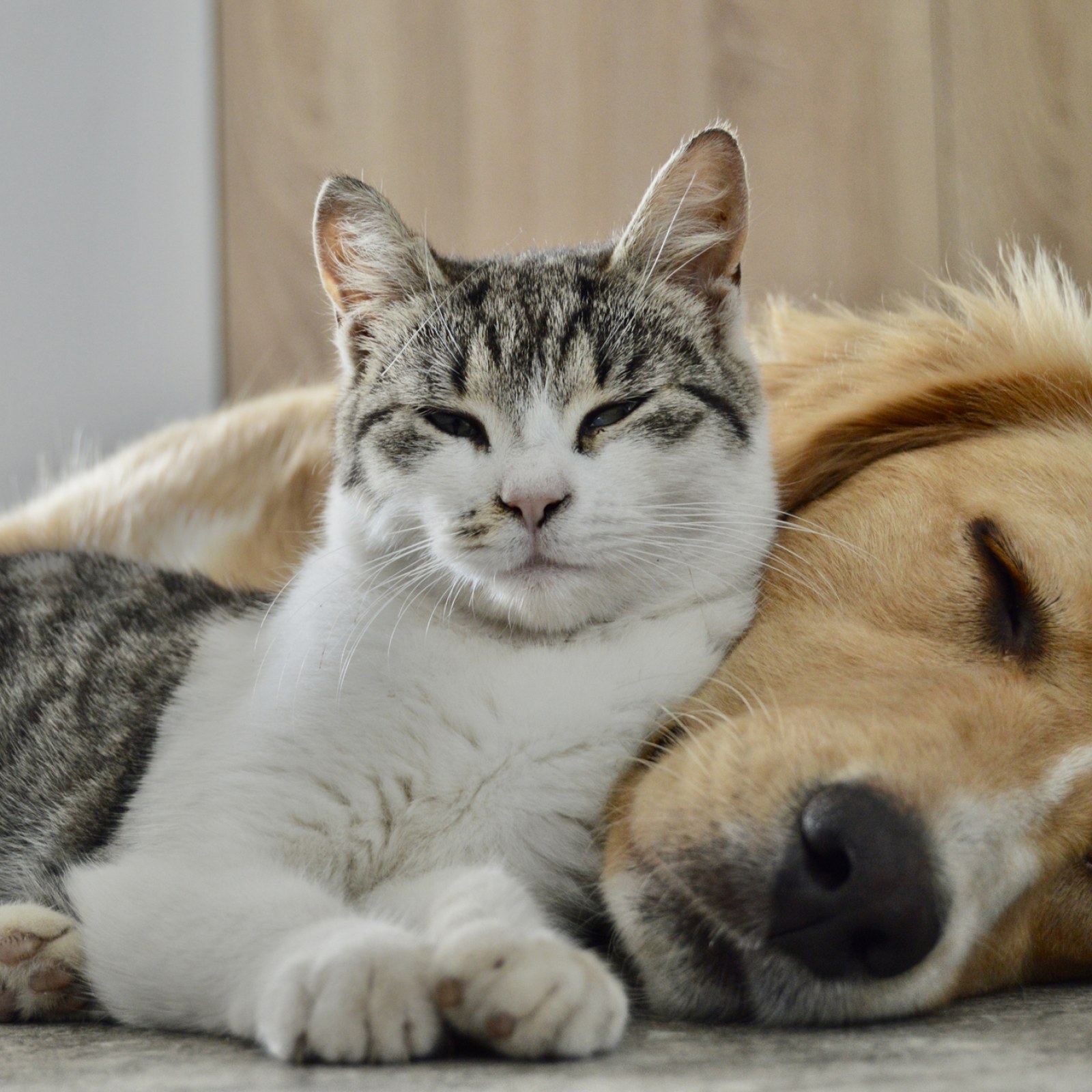 Why Cats Groom Dogs: Surprising Reasons Behind This Cute Behavior