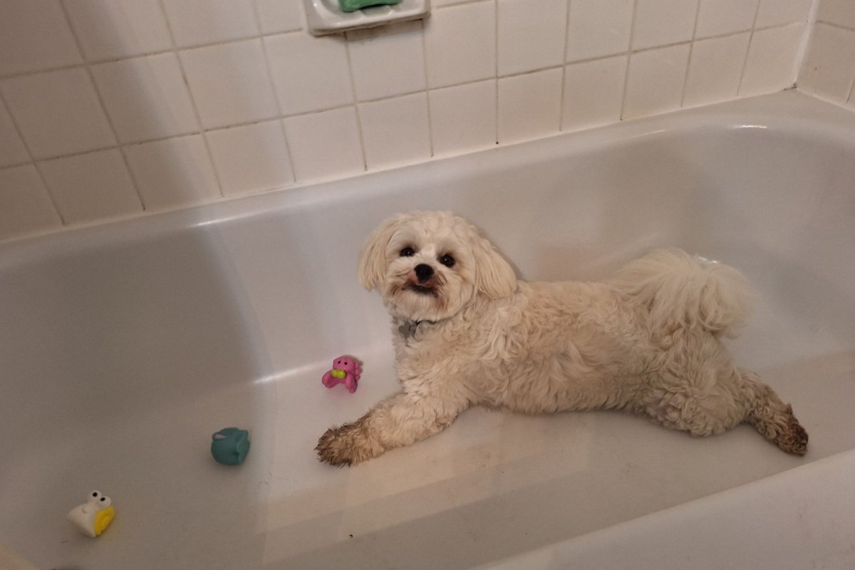 Dog playing in bathtub