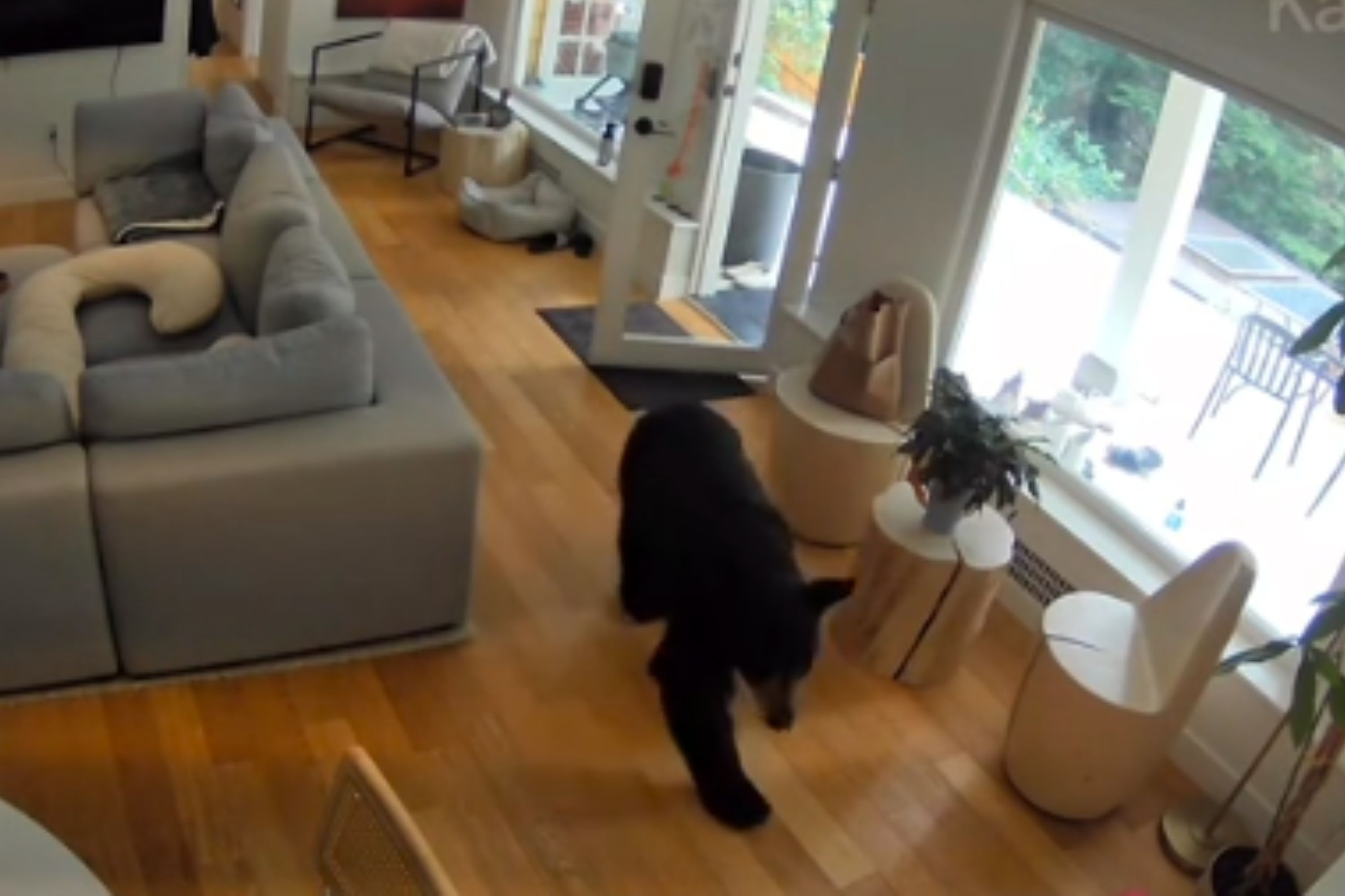 Pomeranian Chases Black Bear After It Broke In&mdash;Security Cam Captures It All